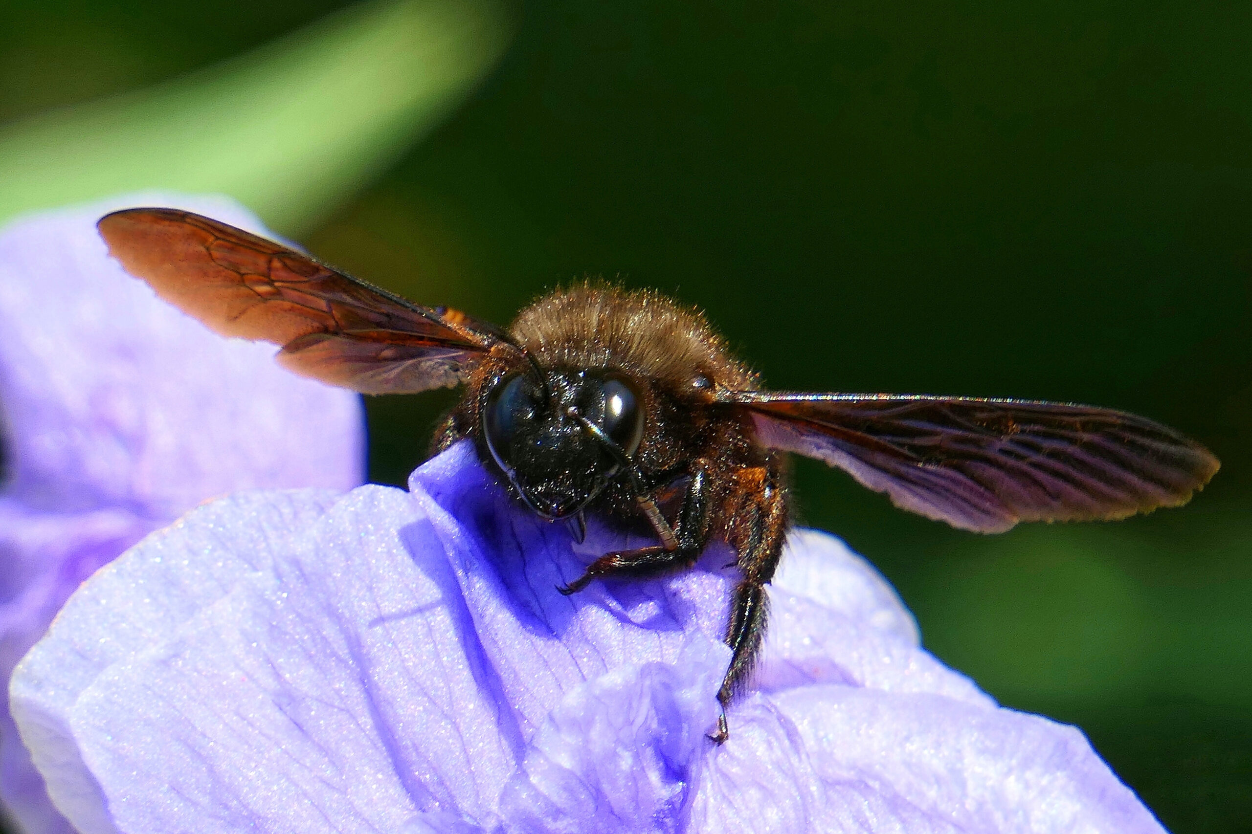 Portrait détaillé d'une abeille charpentière, insecte pollinisateur important