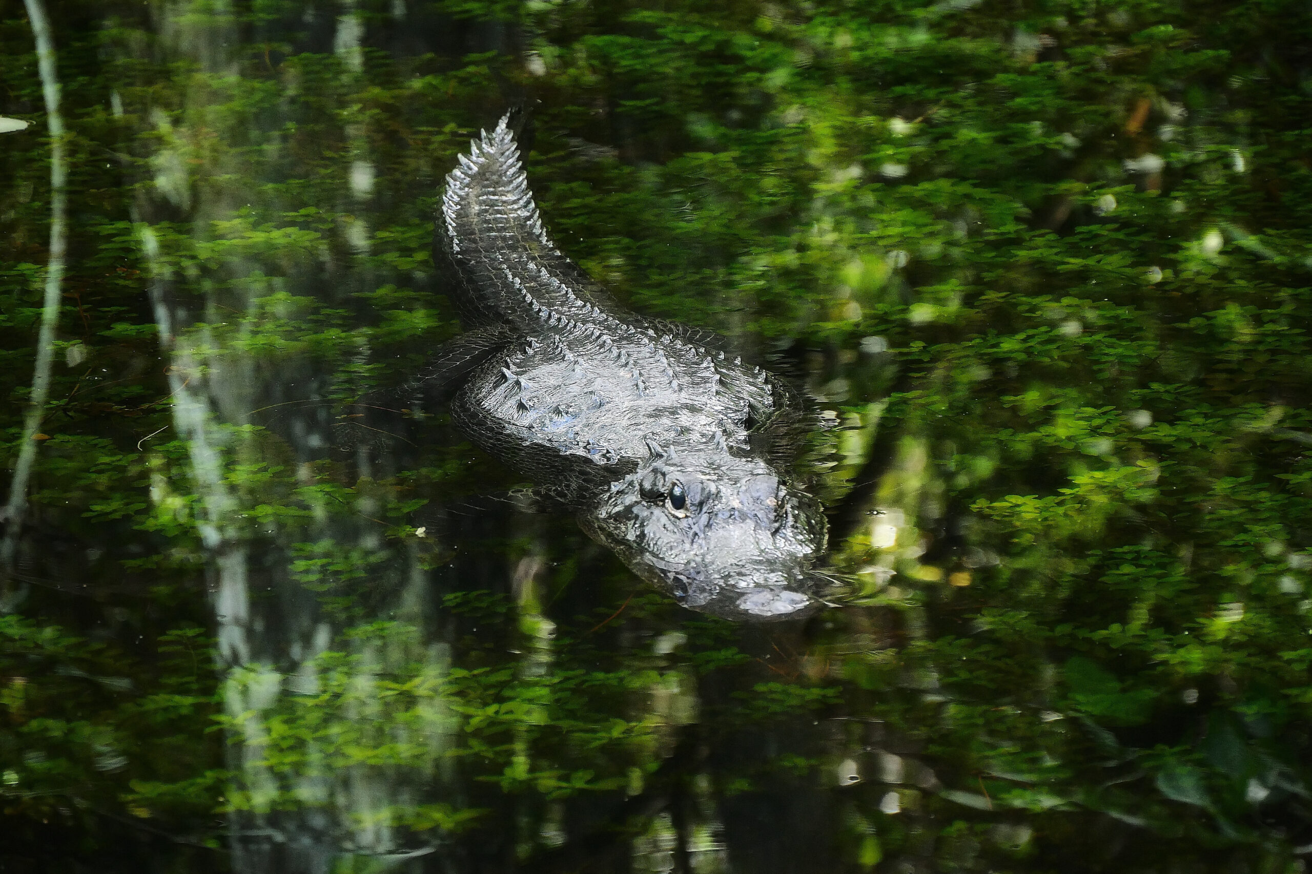 Alligator nageant dans une étendue d'eau calme en Floride, avec son regard perçant et son corps partiellement immergé.