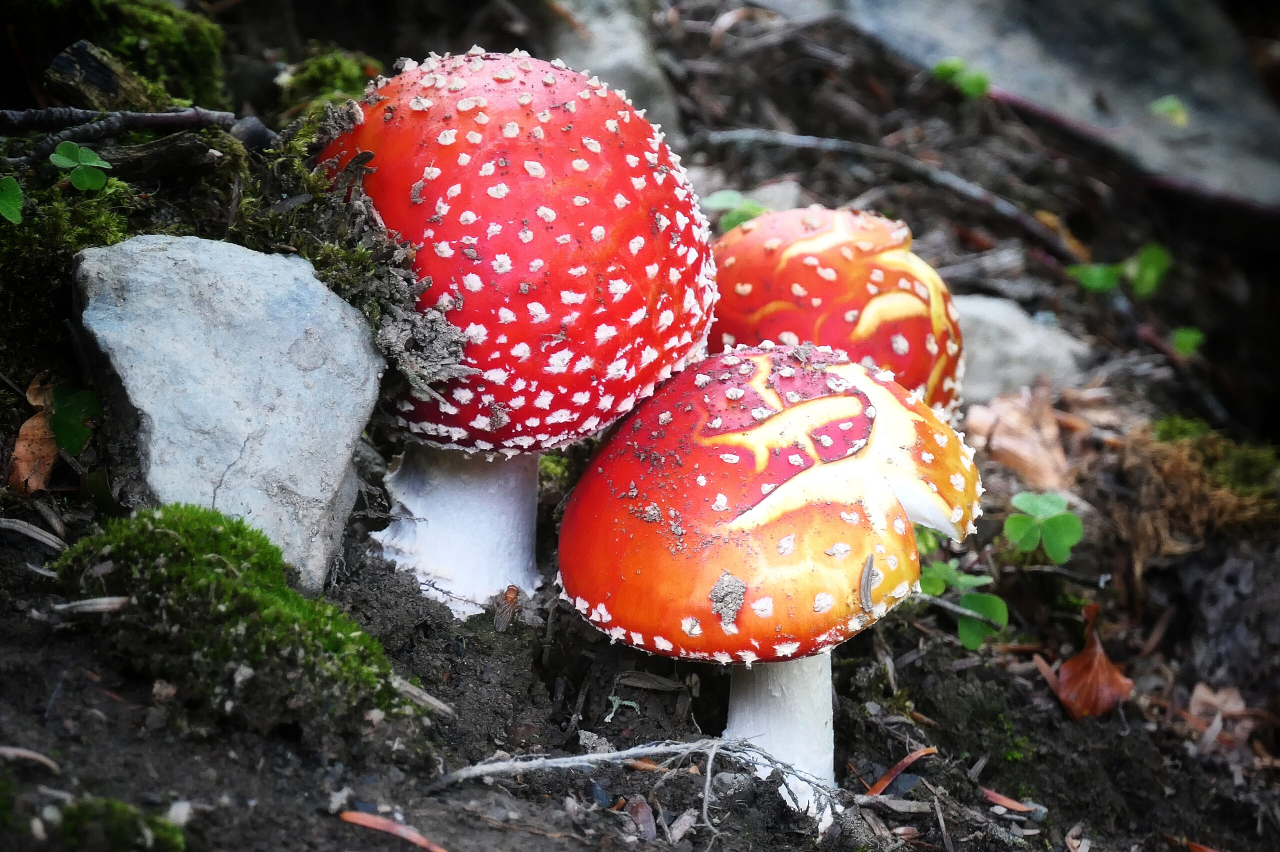 Portrait d'une amanite tue-mouche avec son chapeau rouge vif et ses taches blanches caractéristiques.