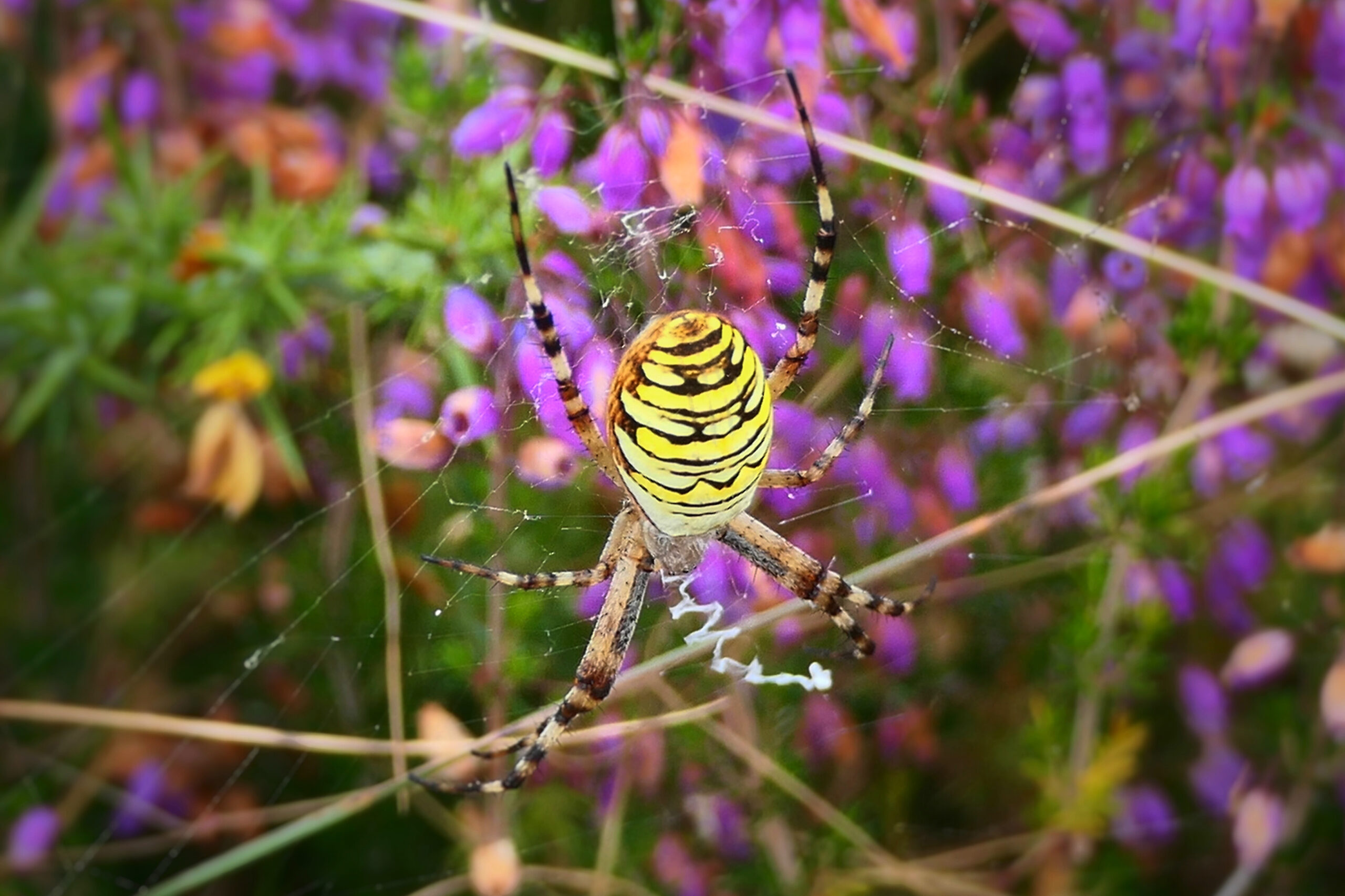 Photo d'une argiope frelon tissant sa toile