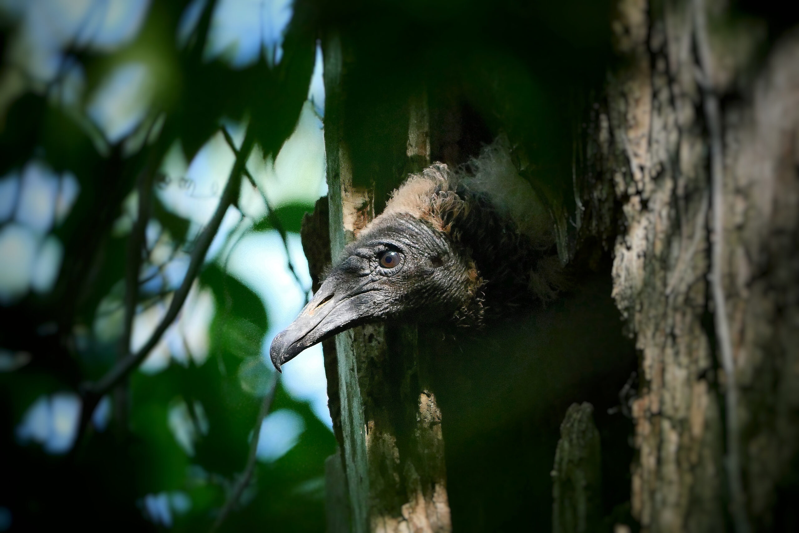 Bébé urubu noir sortant sa tête de son nid dans le tronc d’un arbre, au parc Audubon Corkscrew Swamp en Floride.