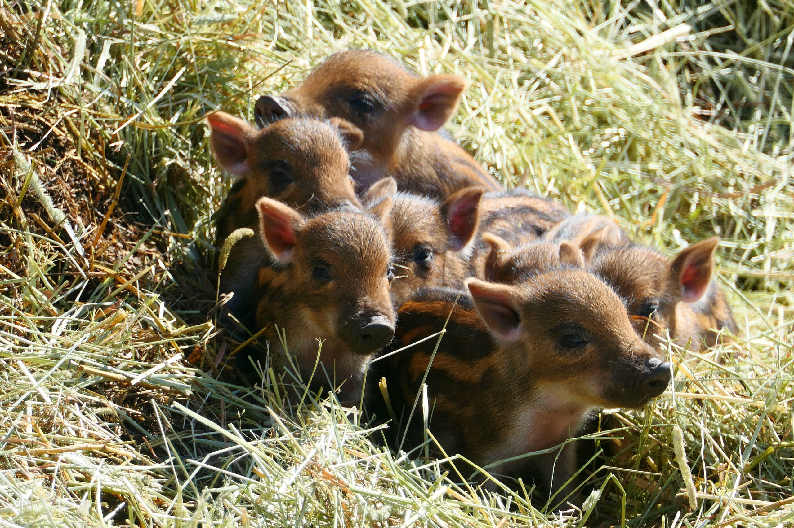 Bébés marcassins dans la paille, capturés dans le parc Oméga au Québec.