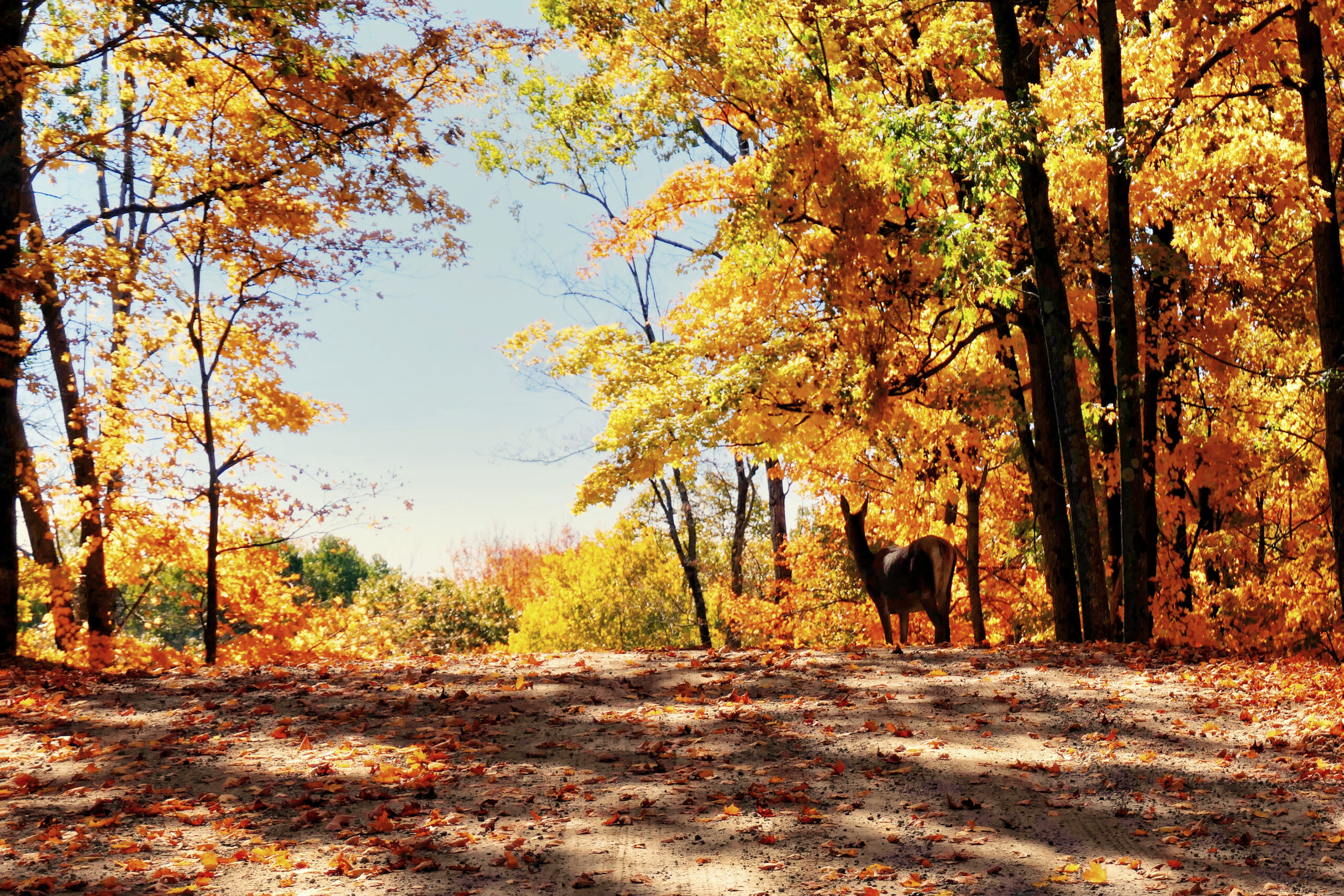 Biche au bord d’un chemin forestier, entourée de couleurs d’automne dans un paysage québécois.