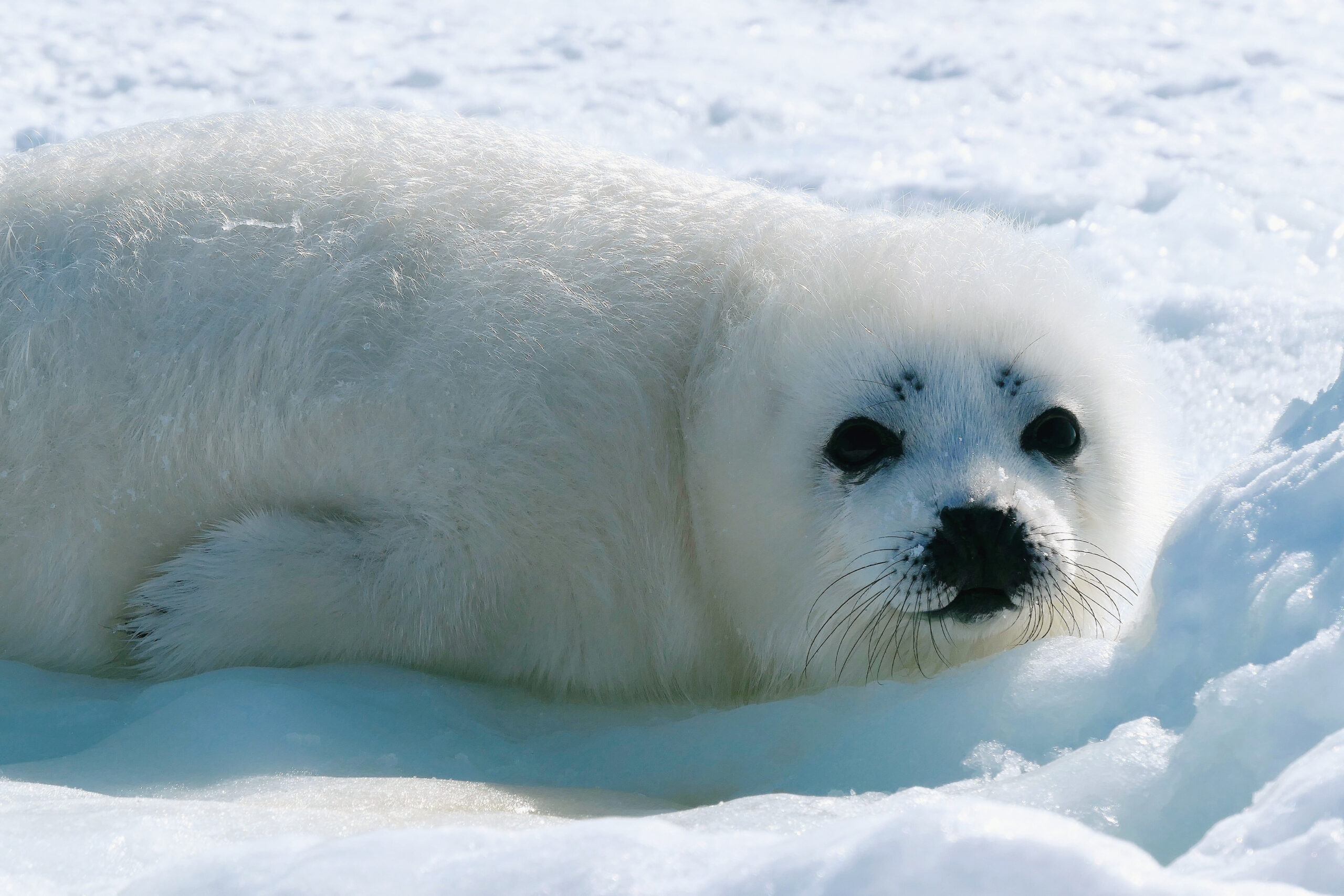 Blanchon, bébé phoque, allongé sur la banquise canadienne près des Îles de la Madeleine