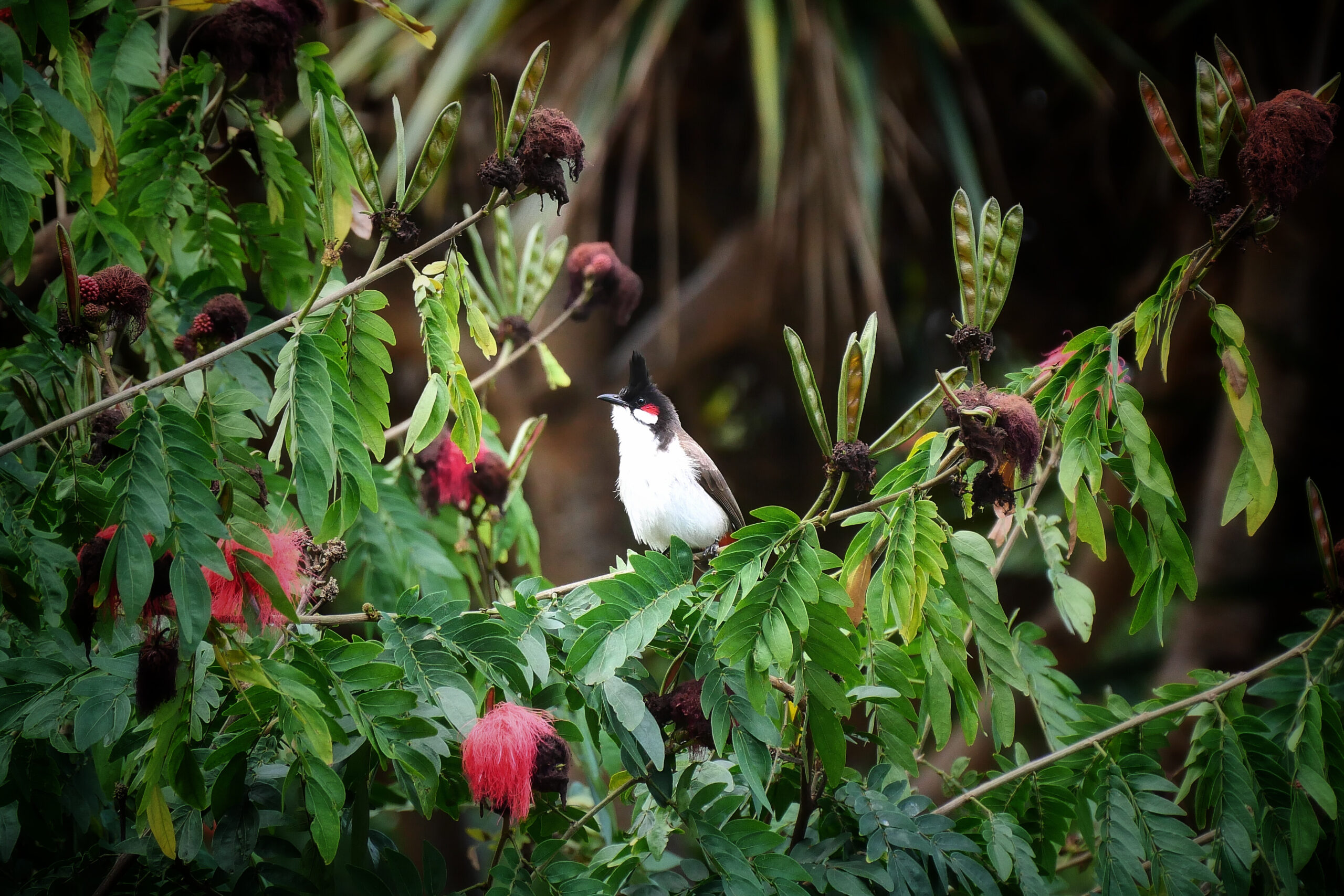 Bulbul orphée observé dans la végétation luxuriante de La Réunion.