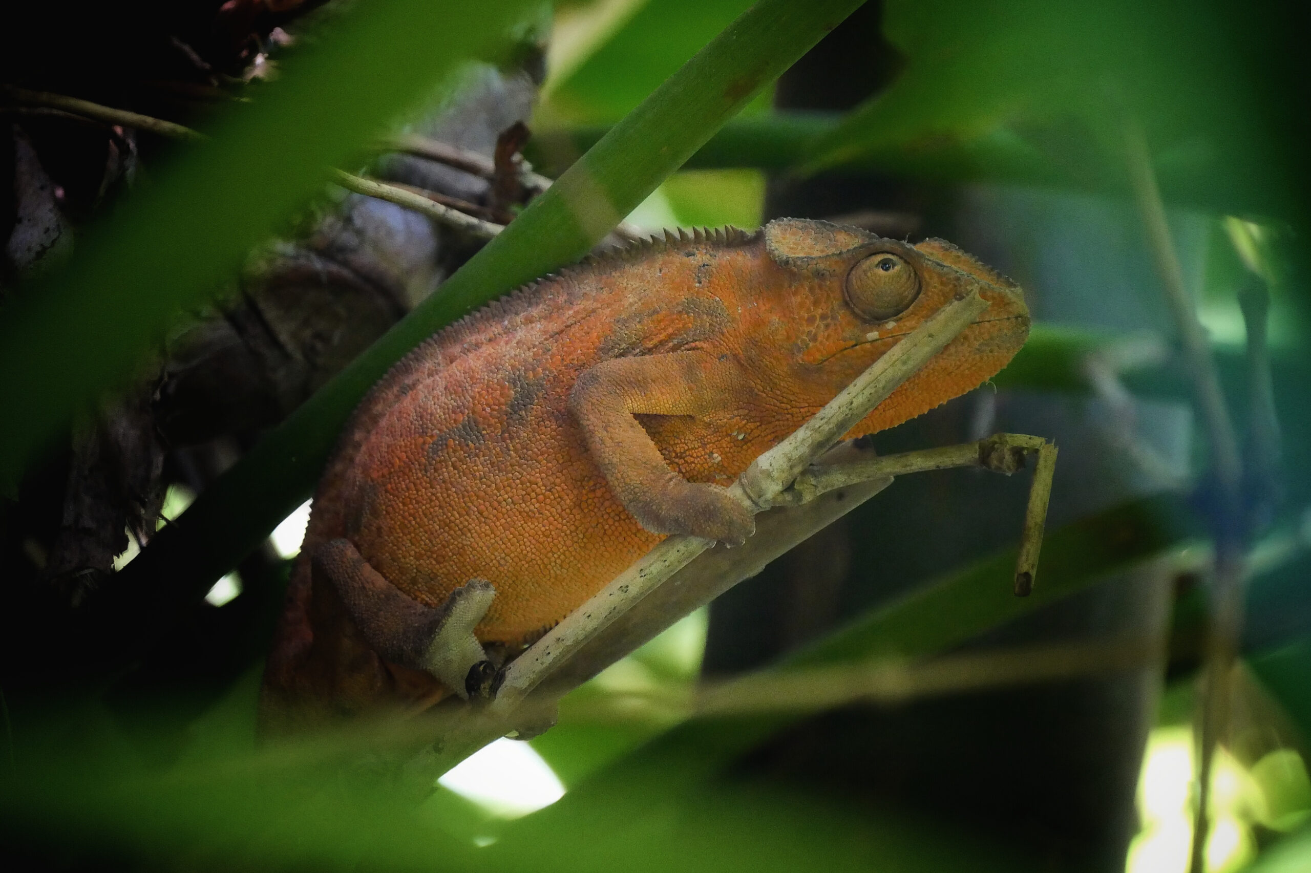 Caméléon orange camouflé dans la végétation tropicale de La Réunion.