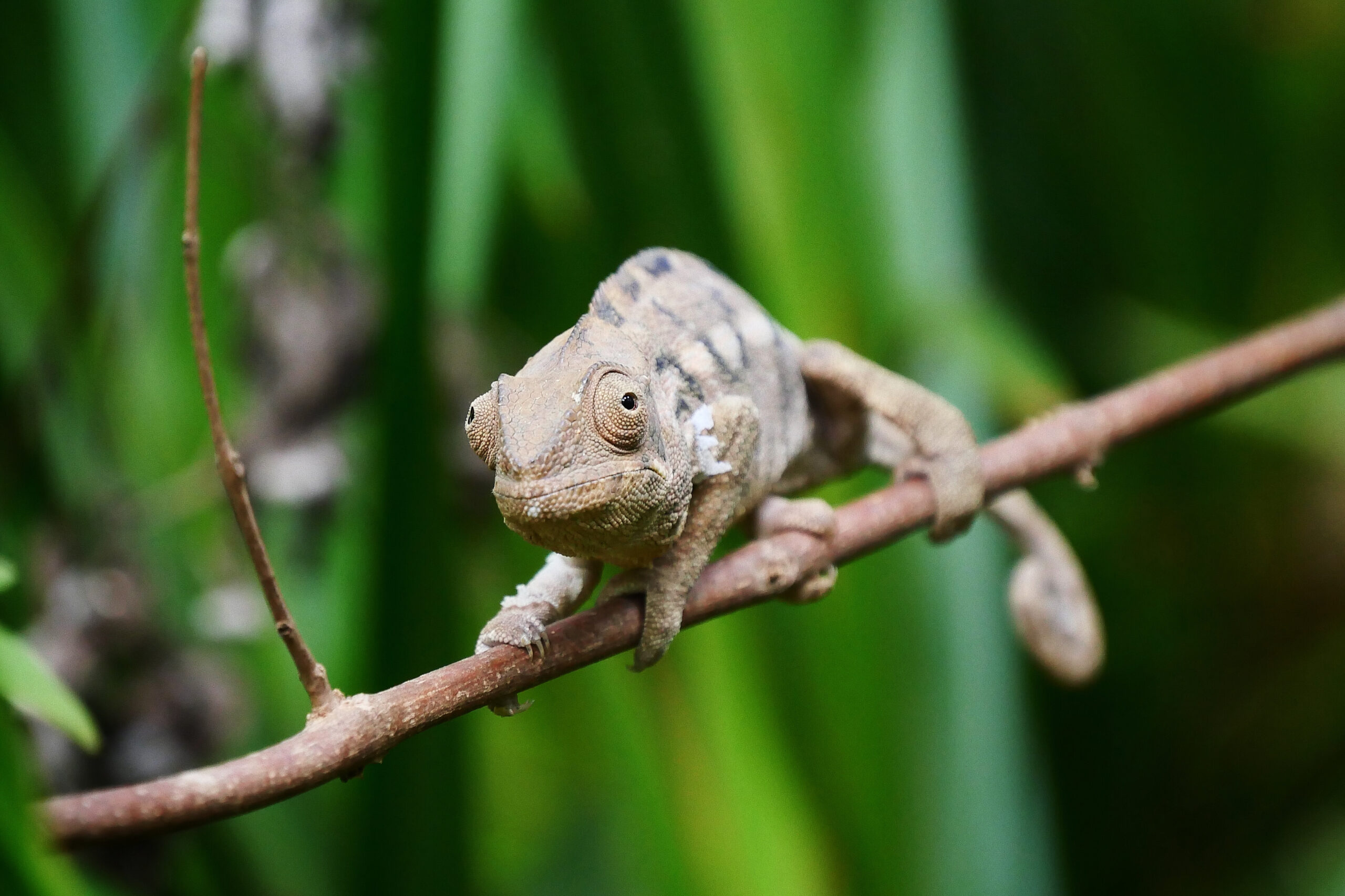 Portrait d'un caméléon dans la verdure luxuriante de La Réunion, avec ses beaux yeux et sa peau texturée.