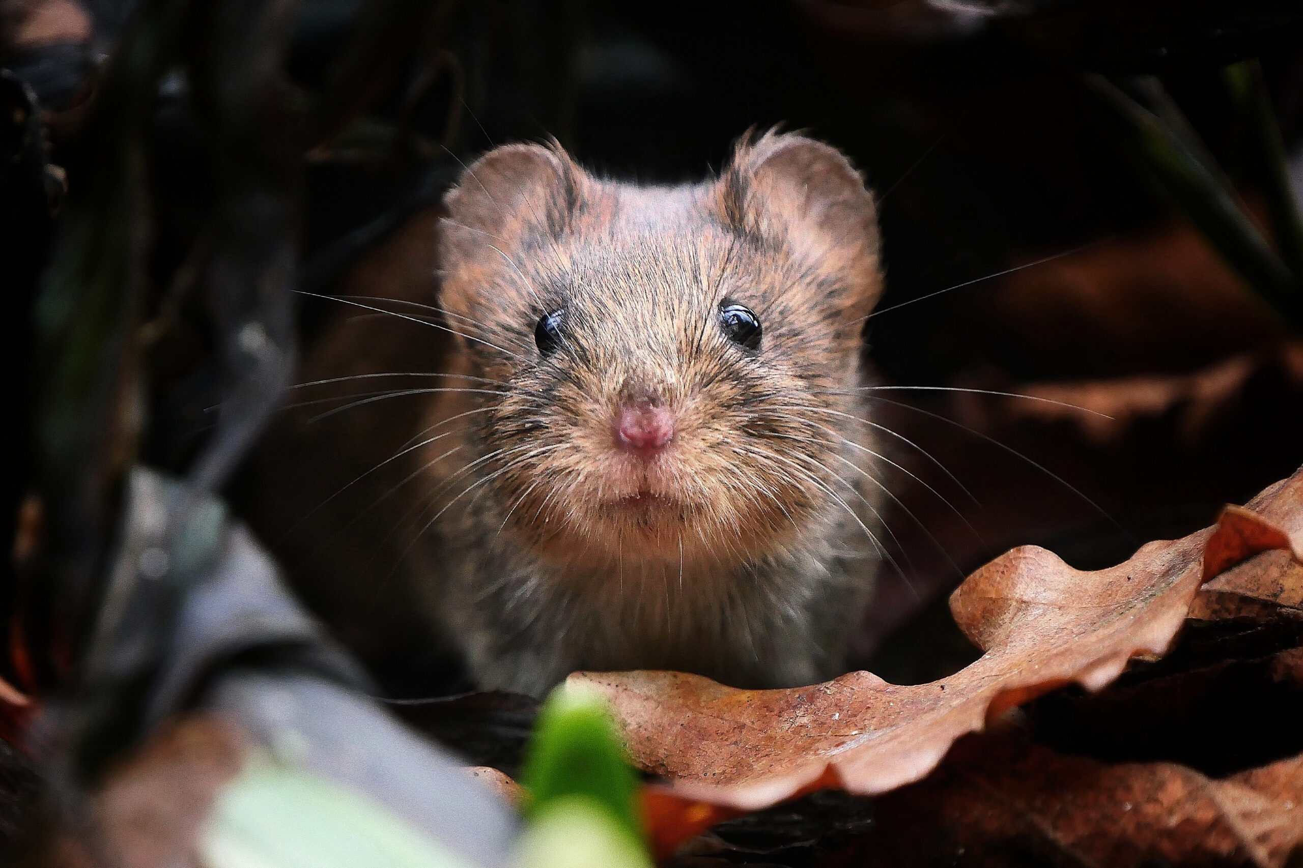 Portrait d'un adorable campagnol roussâtre avec son pelage roux et son regard vif.