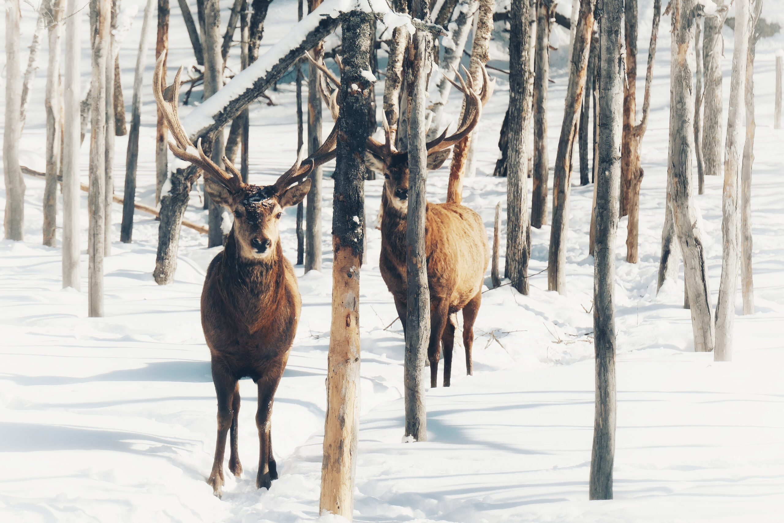 Deux cerfs dans la neige, se promenant dans une forêt enneigée au Québec.