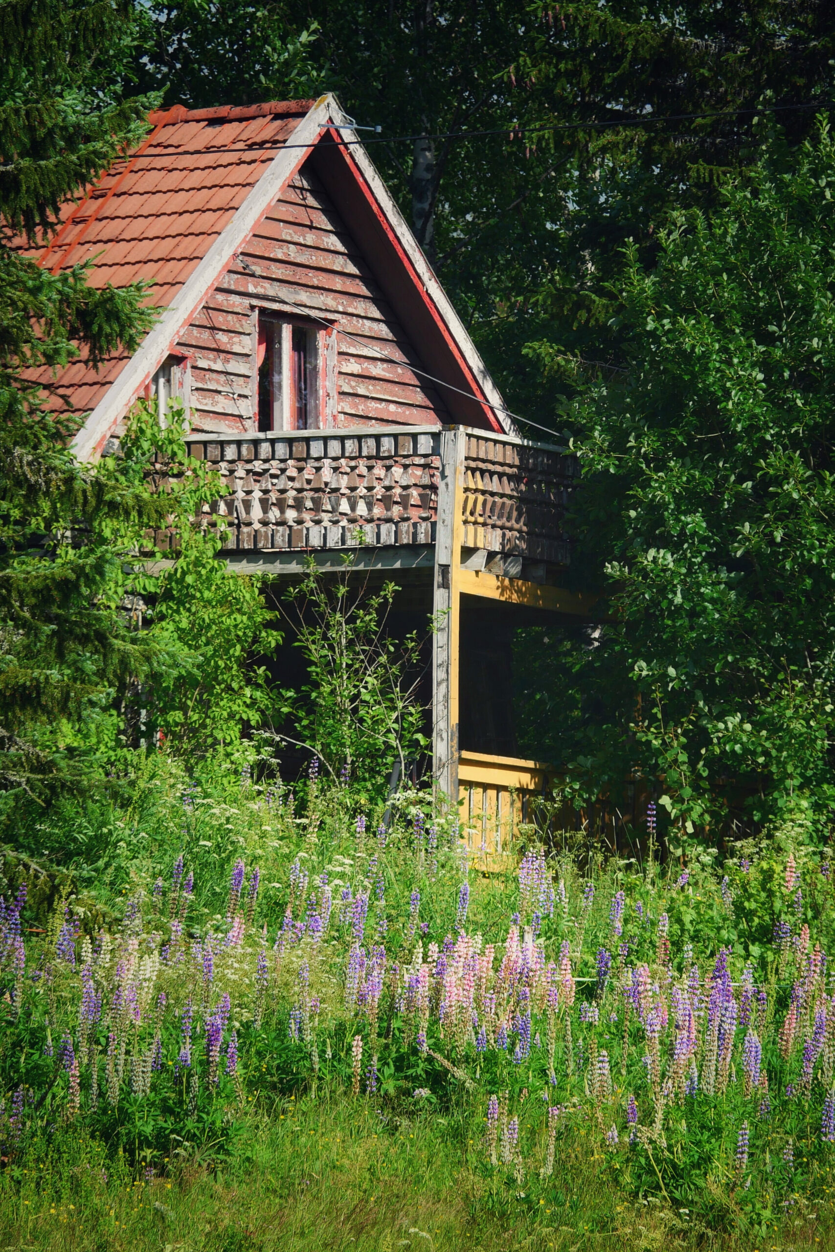 Chalet pittoresque dans la nature norvégienne, avec des lupins colorés fleurissant devant.