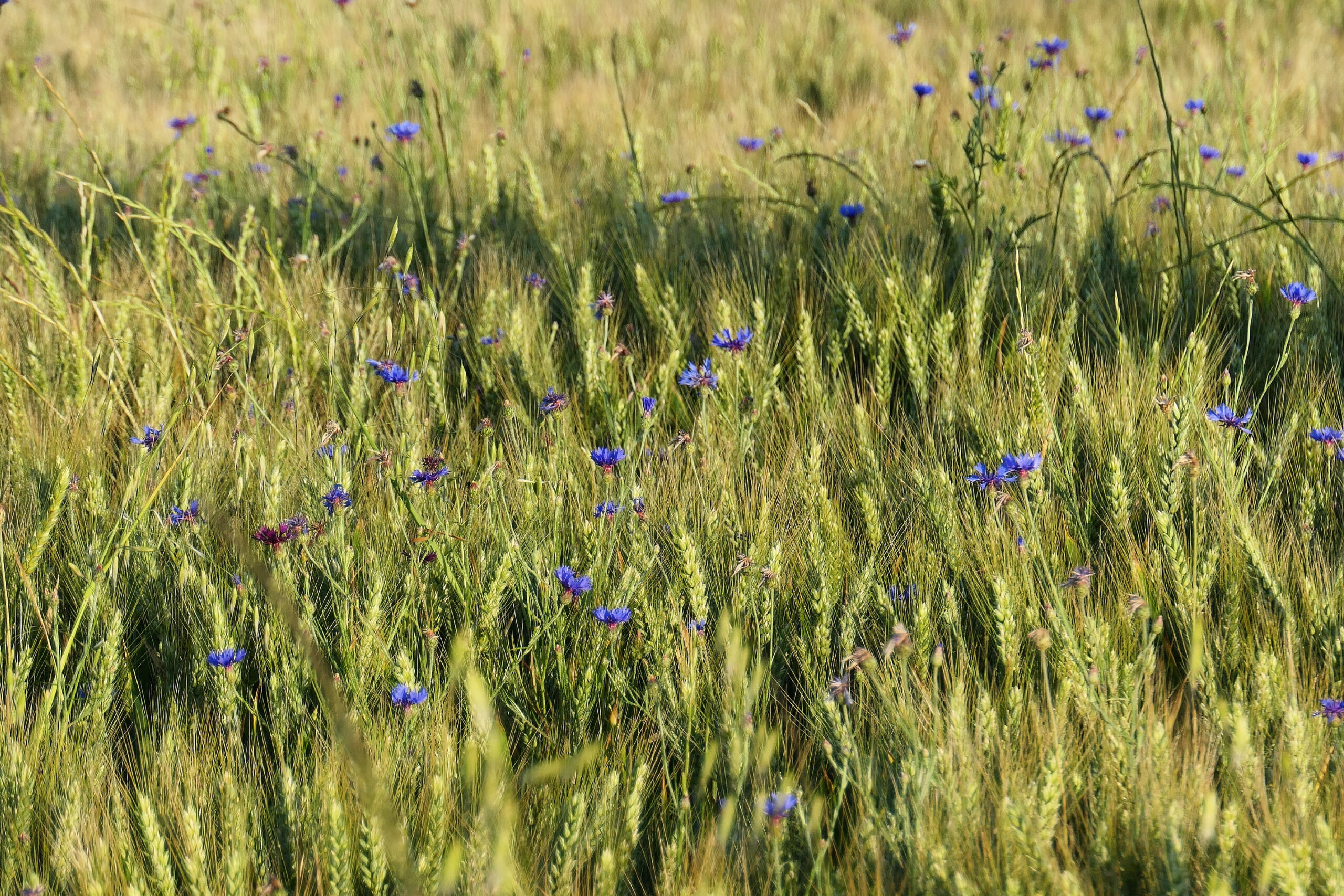 Champ de blé avec des fleurs bleues poussant au milieu, créant un joli contraste de couleurs.