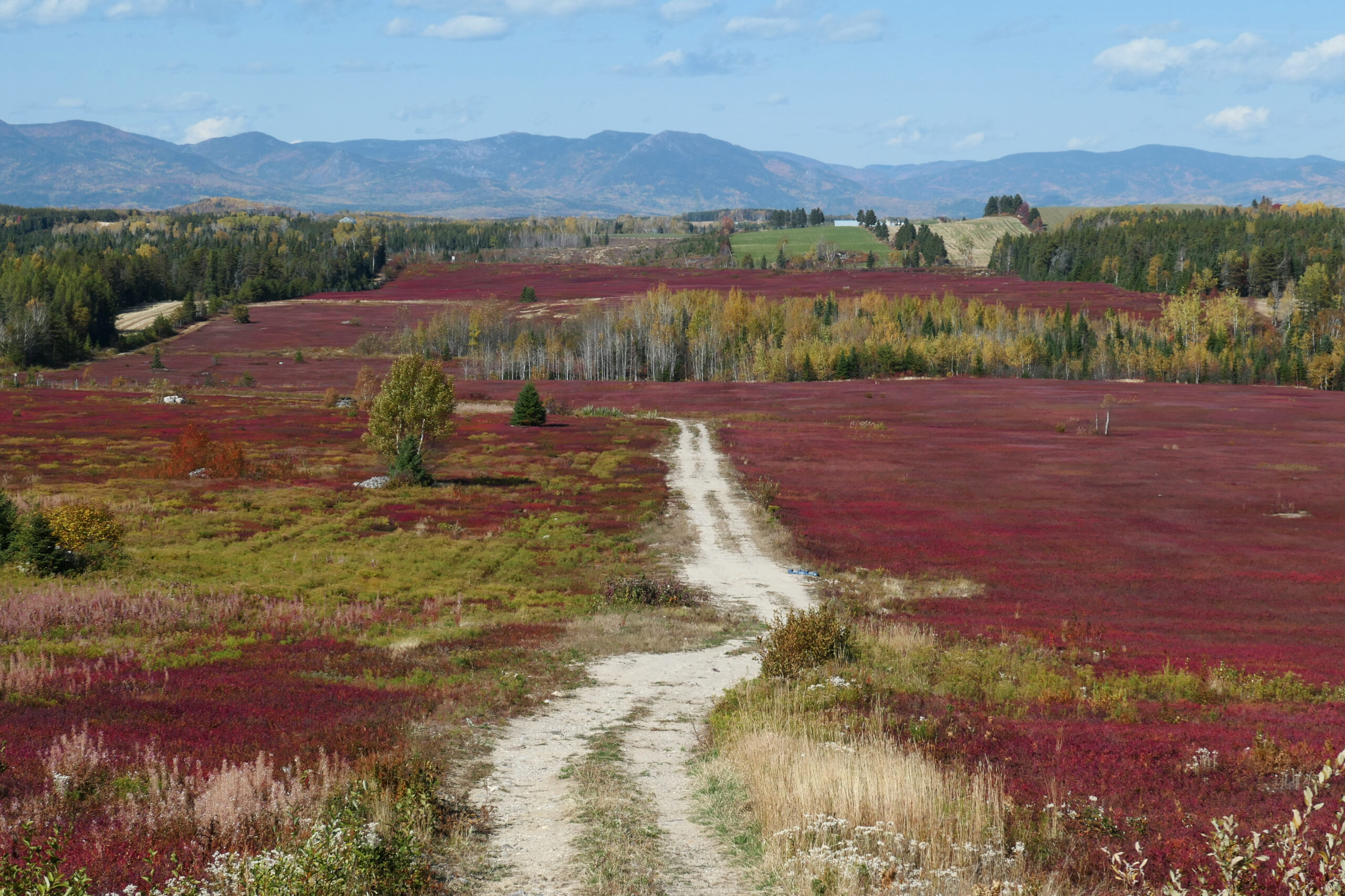 Champ de myrtilles (bleuets) aux couleurs vibrantes d'automne au Québec.