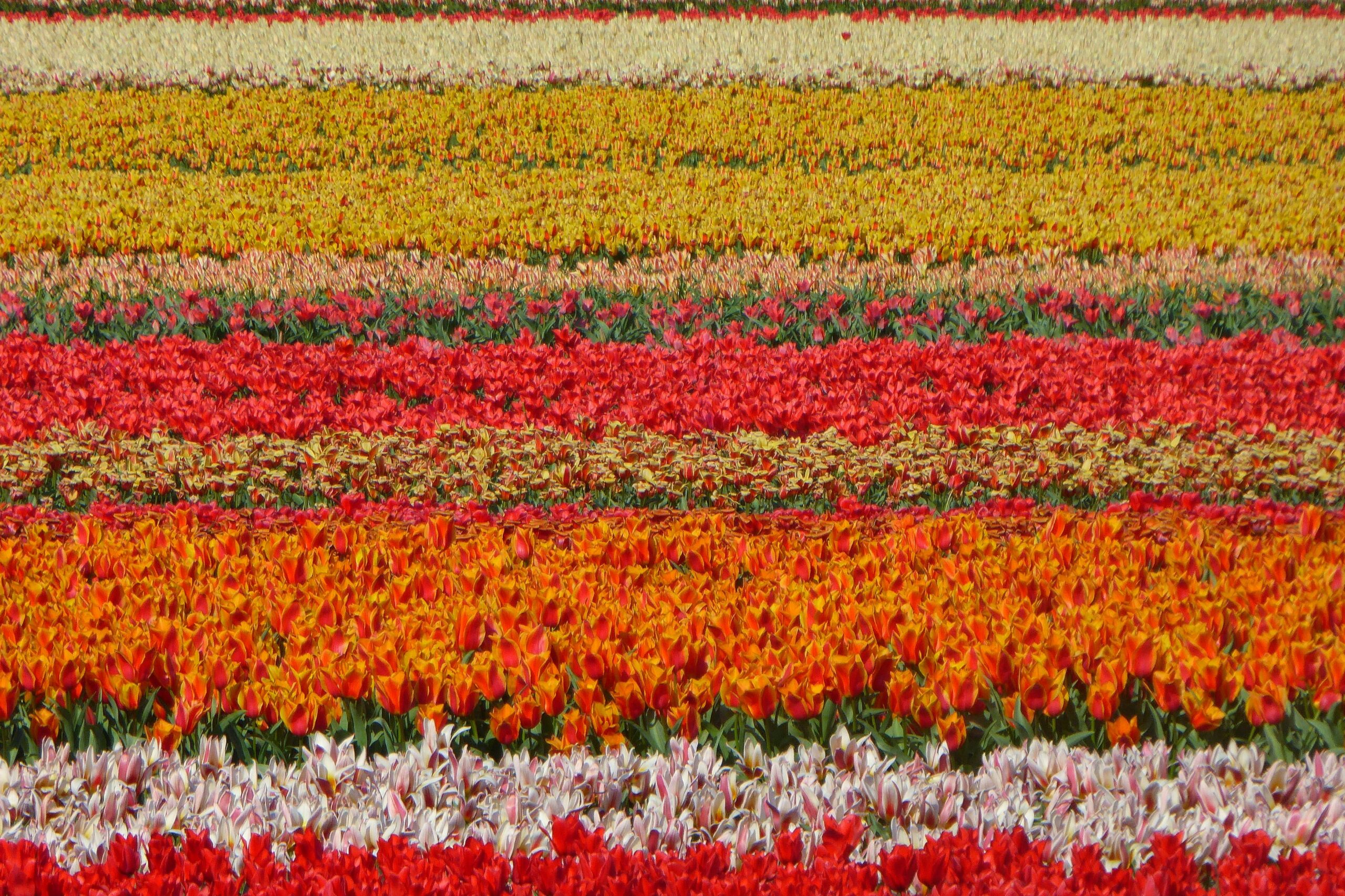 Champ de tulipes multicolores aux Pays-Bas, avec des rangées de fleurs vibrantes en différentes couleurs.