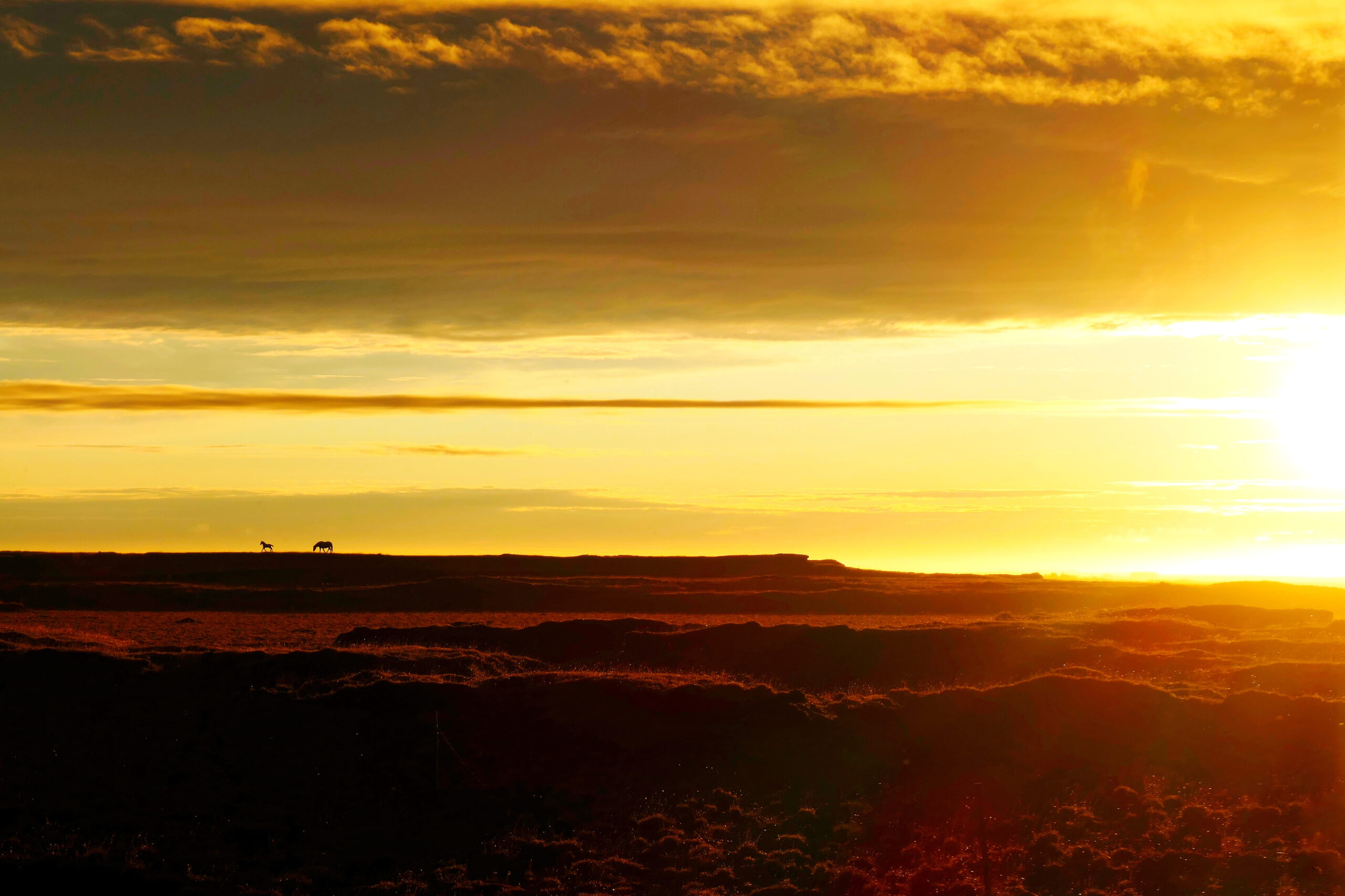 Coucher de soleil sur une plaine sauvage d'Islande avec une maman cheval et son petit sur la crête