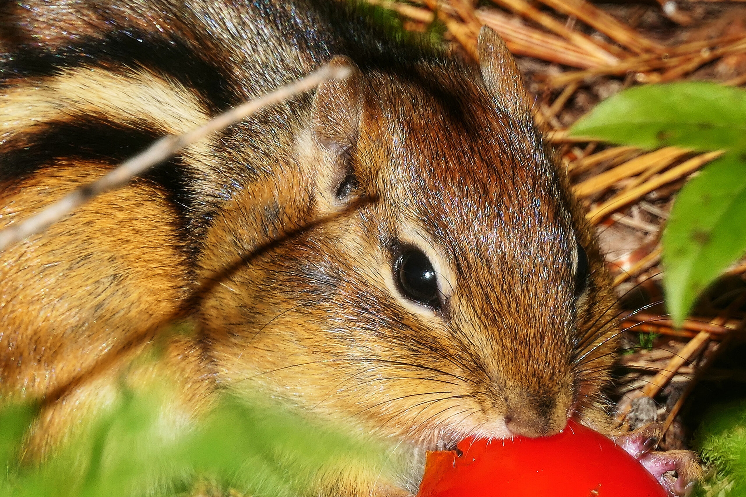 Portrait d'un chipmunk mangeant dans le parc national de la Mauricie, entouré de la nature québécoise.