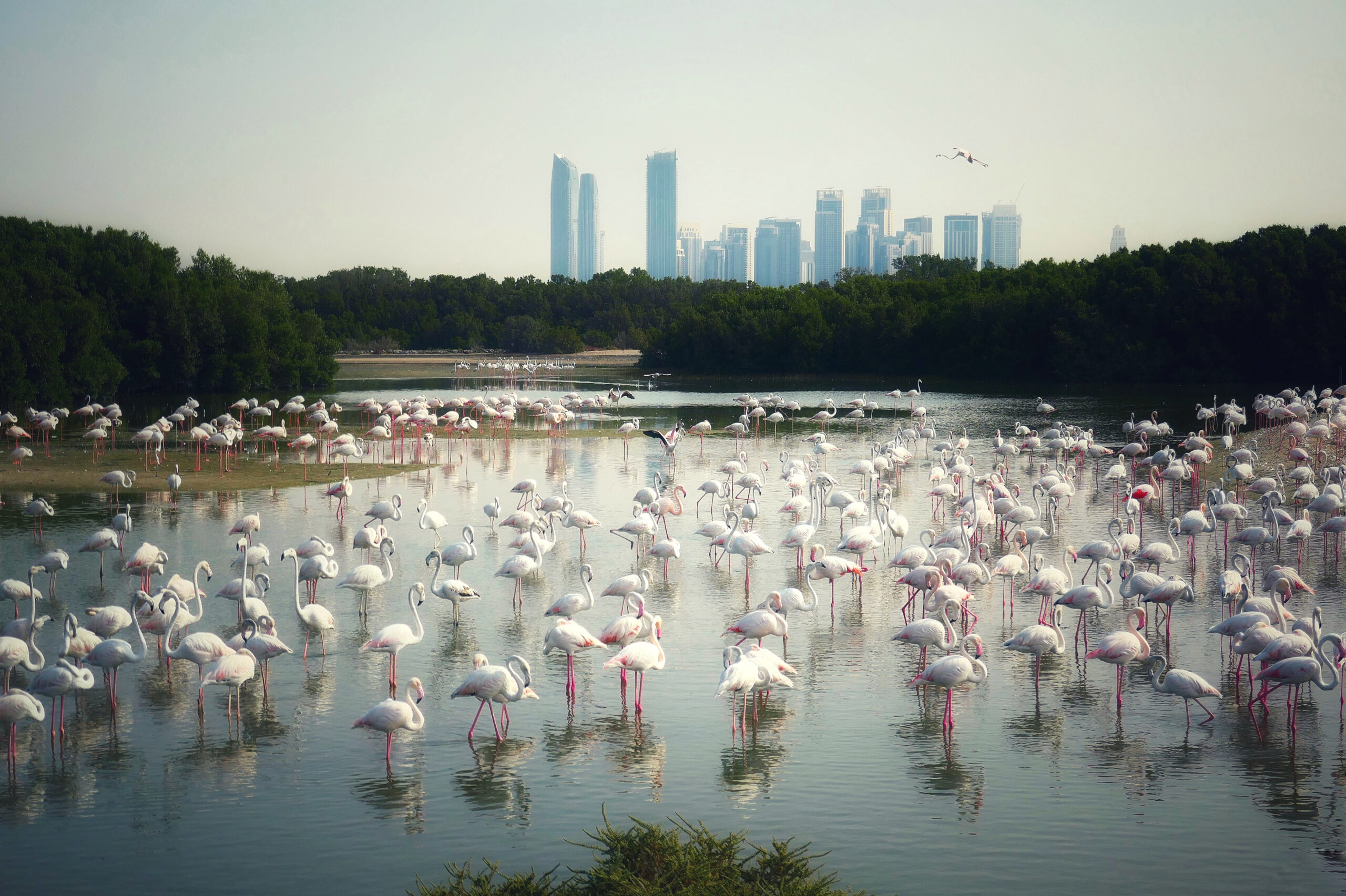 Colonie de flamants roses sauvages dans l'eau avec la ville de Dubaï en arrière-plan.