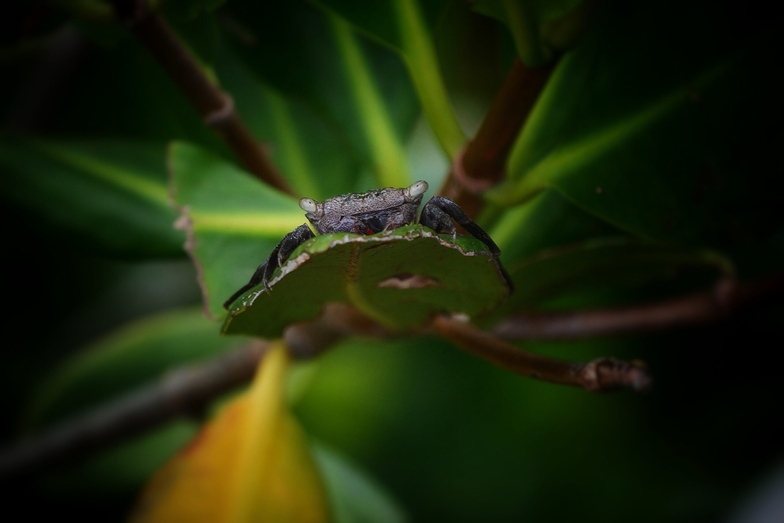 Gros plan d'un crabe des mangroves perché sur une feuille en Floride