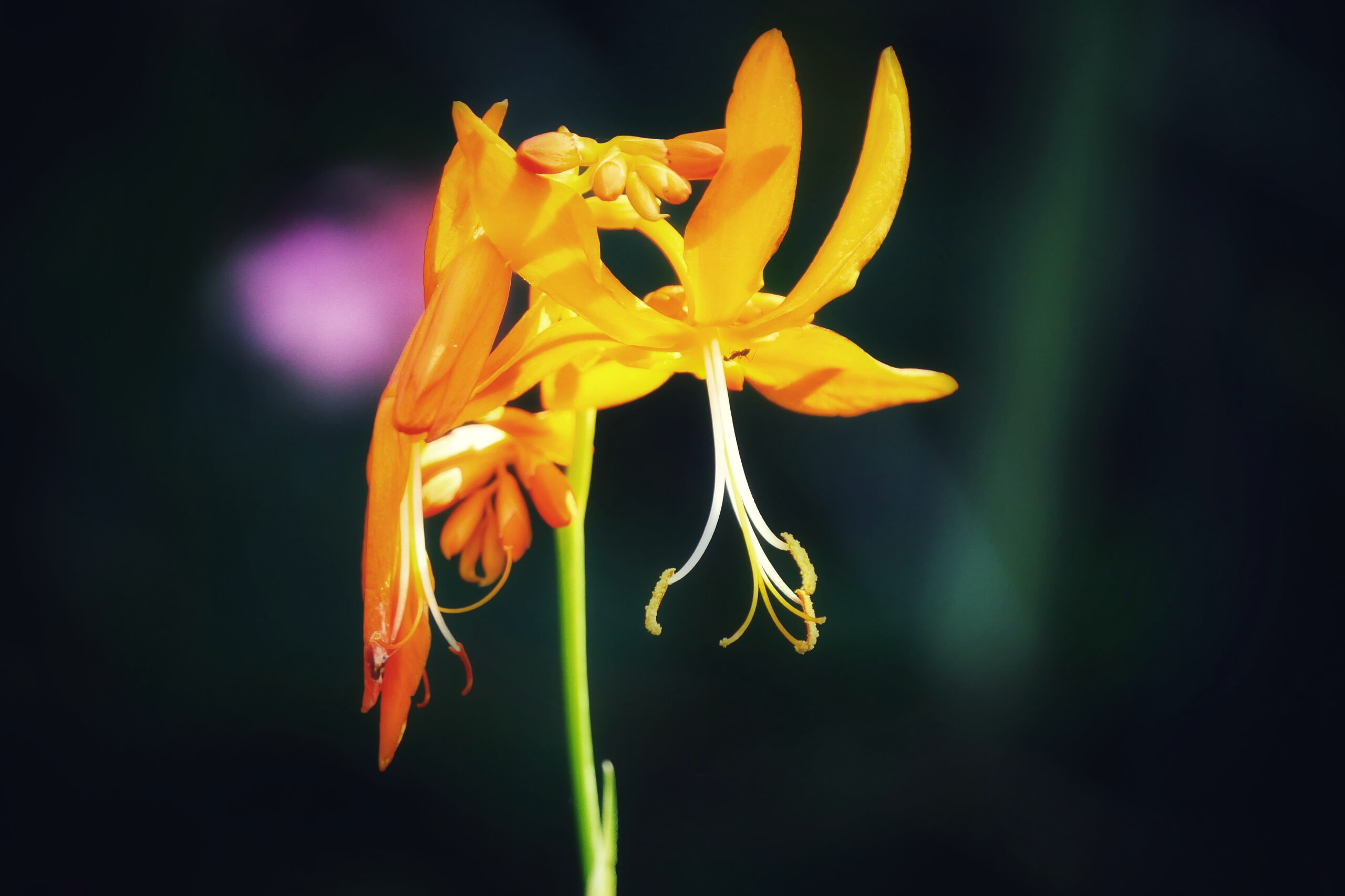 Portrait d'un crocosmia orange, capturé à La Réunion, montrant ses fleurs vibrantes.