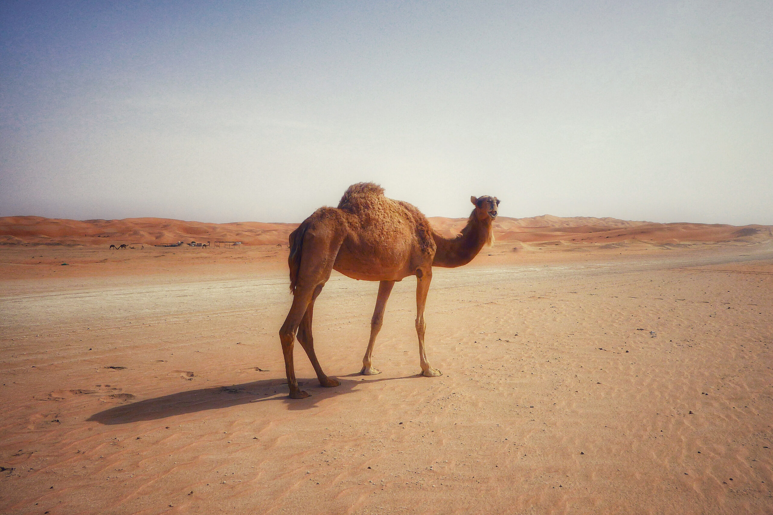 Dromadaire marchant dans les dunes dorées du désert de Liwa aux Émirats Arabes Unis.