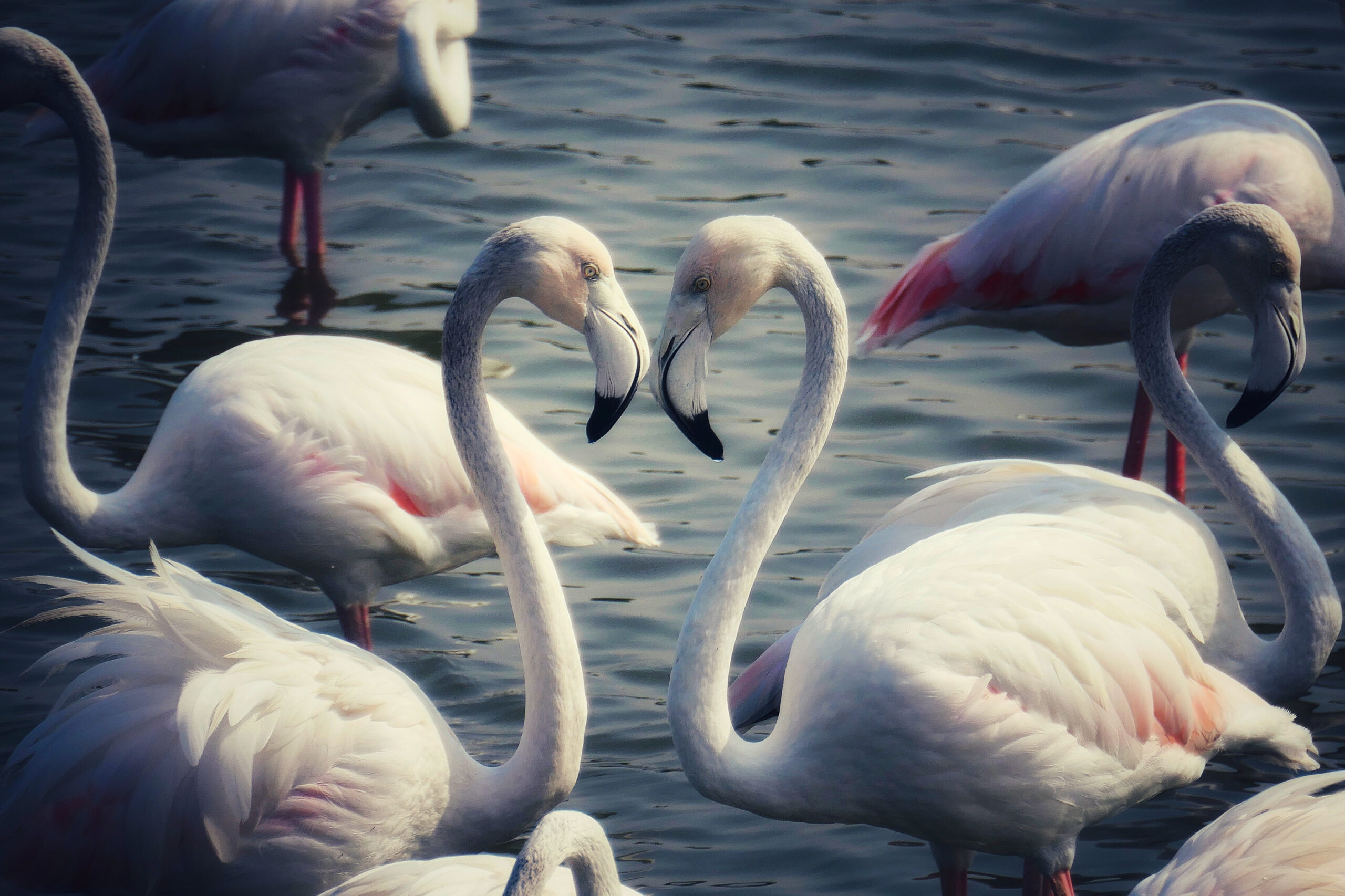 Deux flamants roses sauvages se tenant face à face, formant un cœur avec leurs cous.