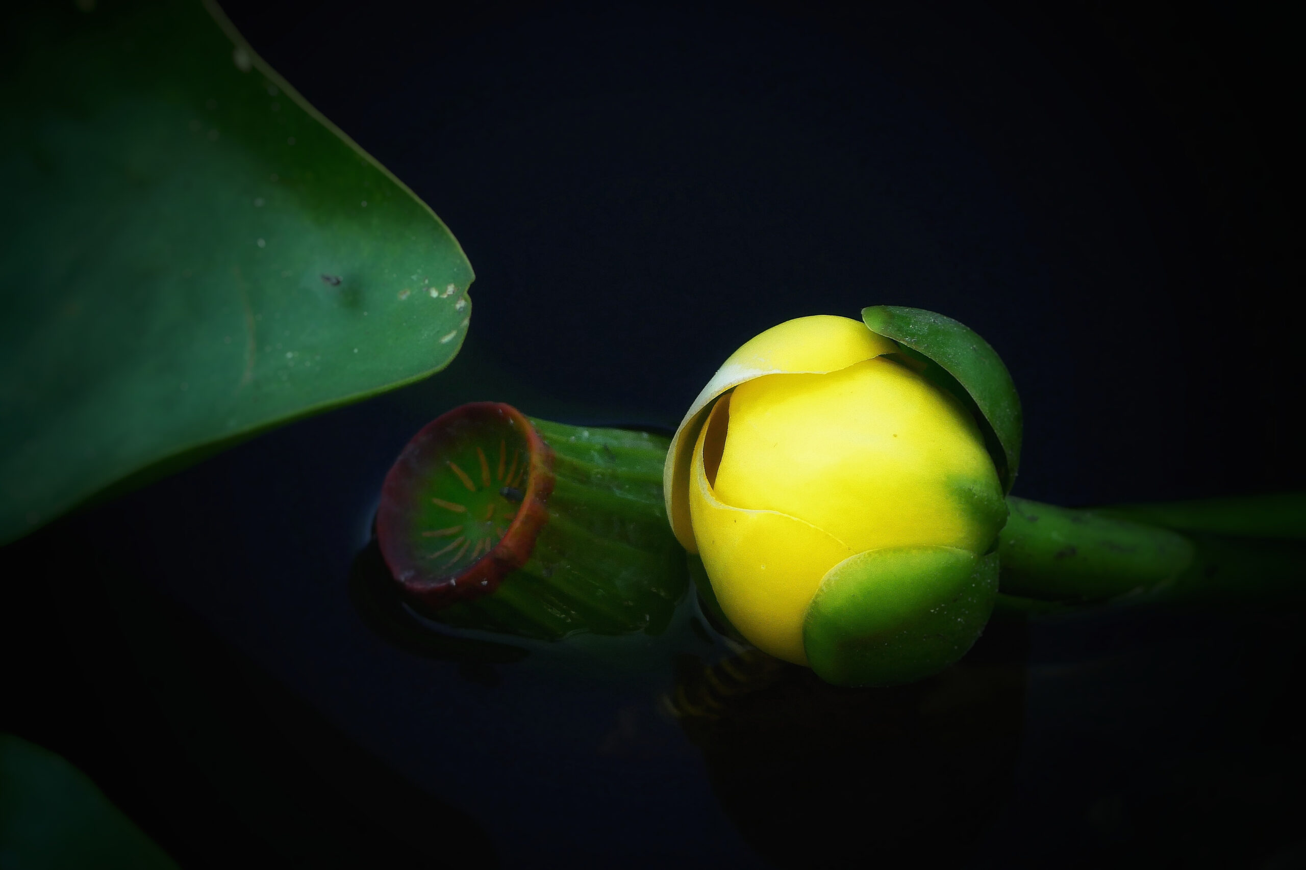 Gros plan d'une fleur de nénuphar jaune flottant sur l'eau en Floride