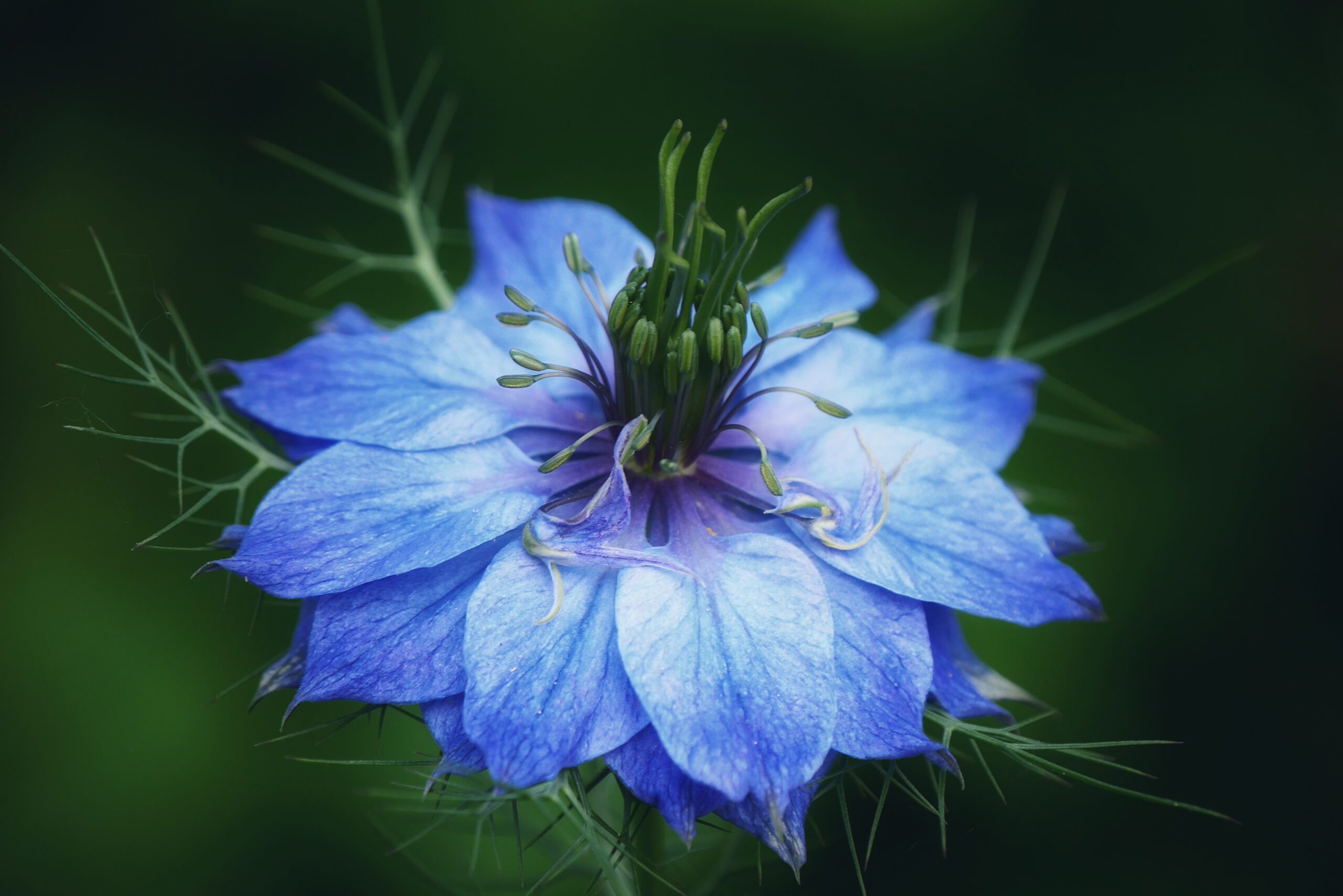 Gros plan d'une fleur de nigelle de Damas bleue, délicate fleur à pétales fins