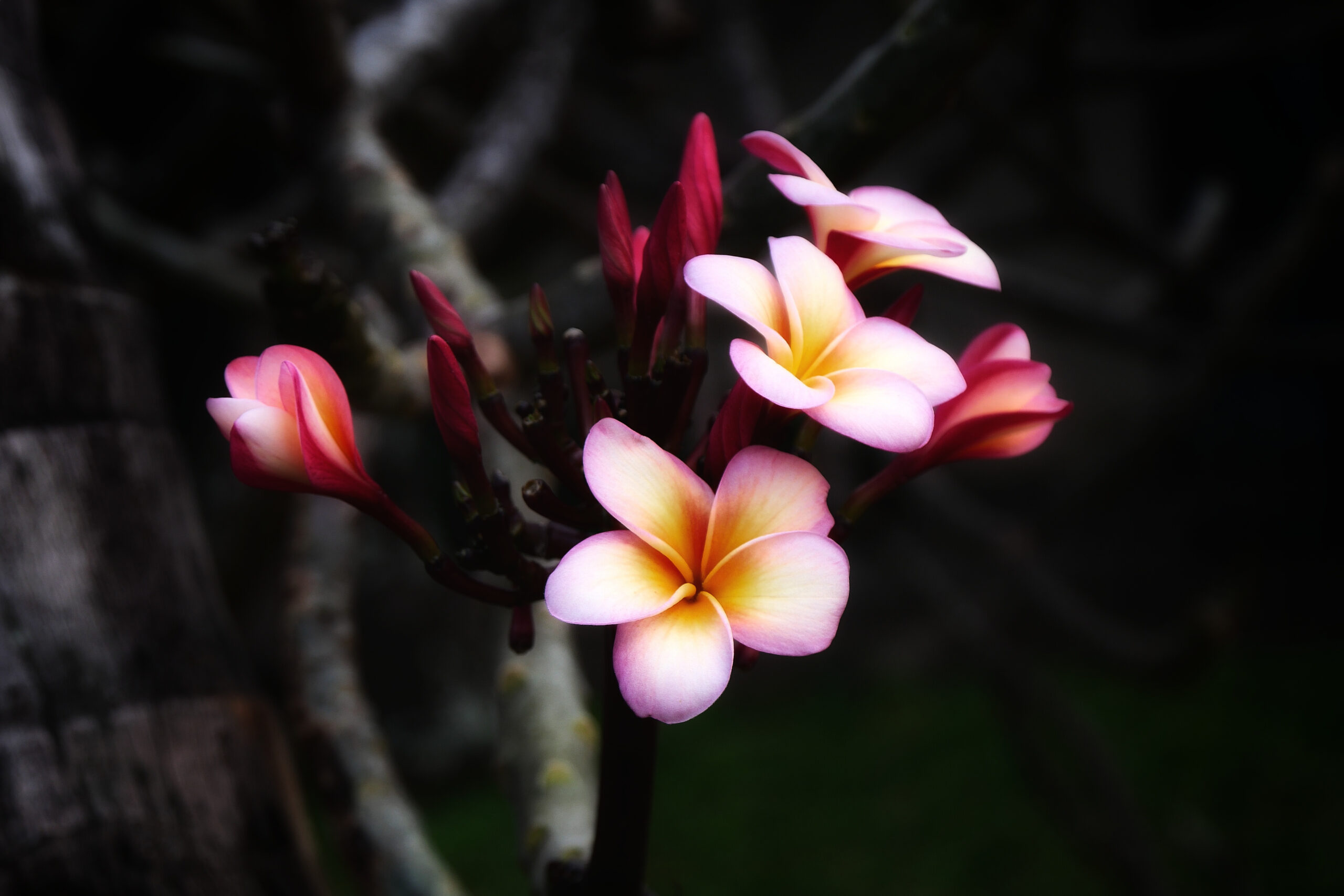 Fleurs de frangipanier sur l'île de La Réunion, montrant leurs pétales colorés et leur forme élégante.