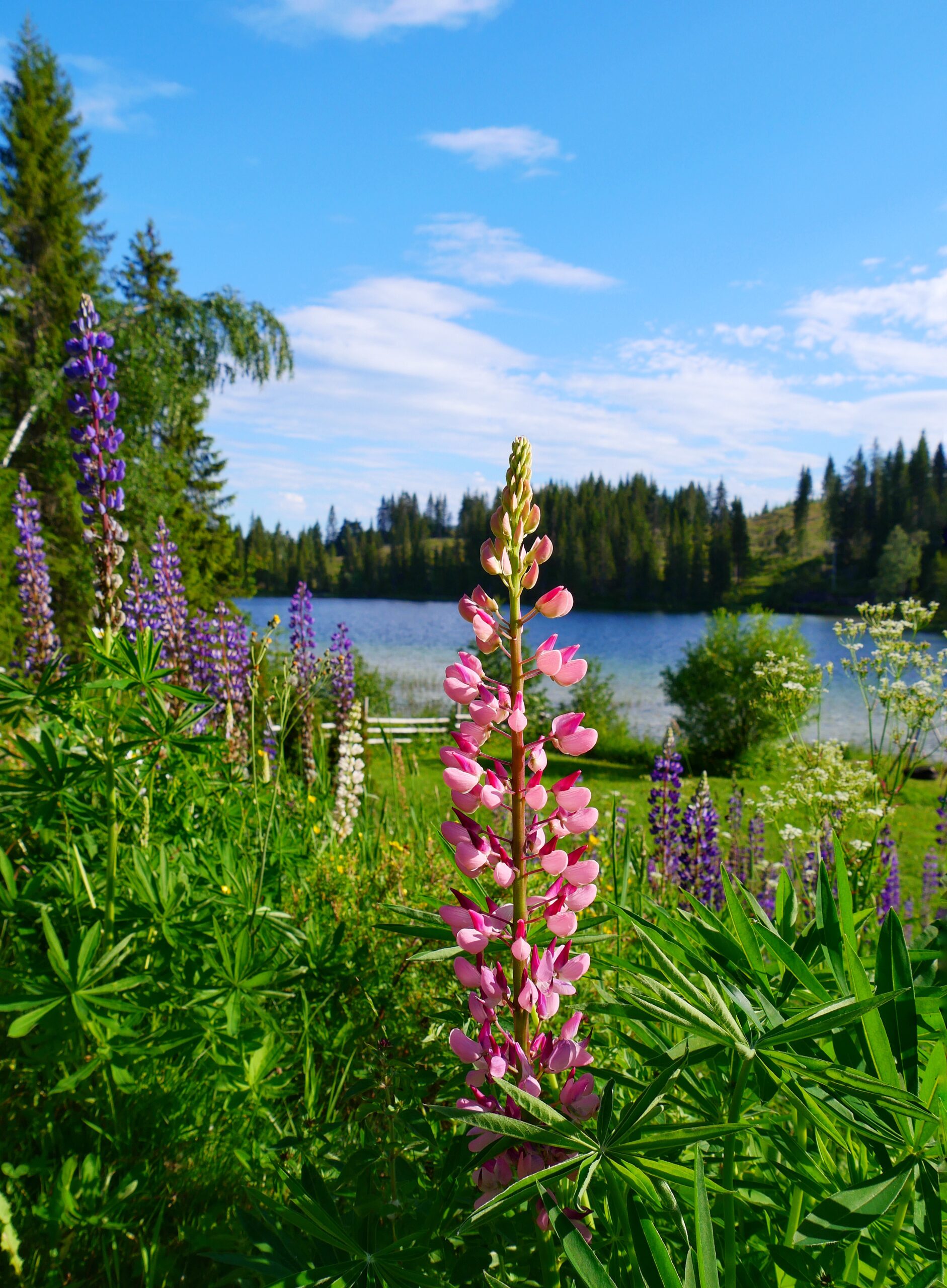 Lupin en premier plan avec un lac en arrière-plan, paysage naturel