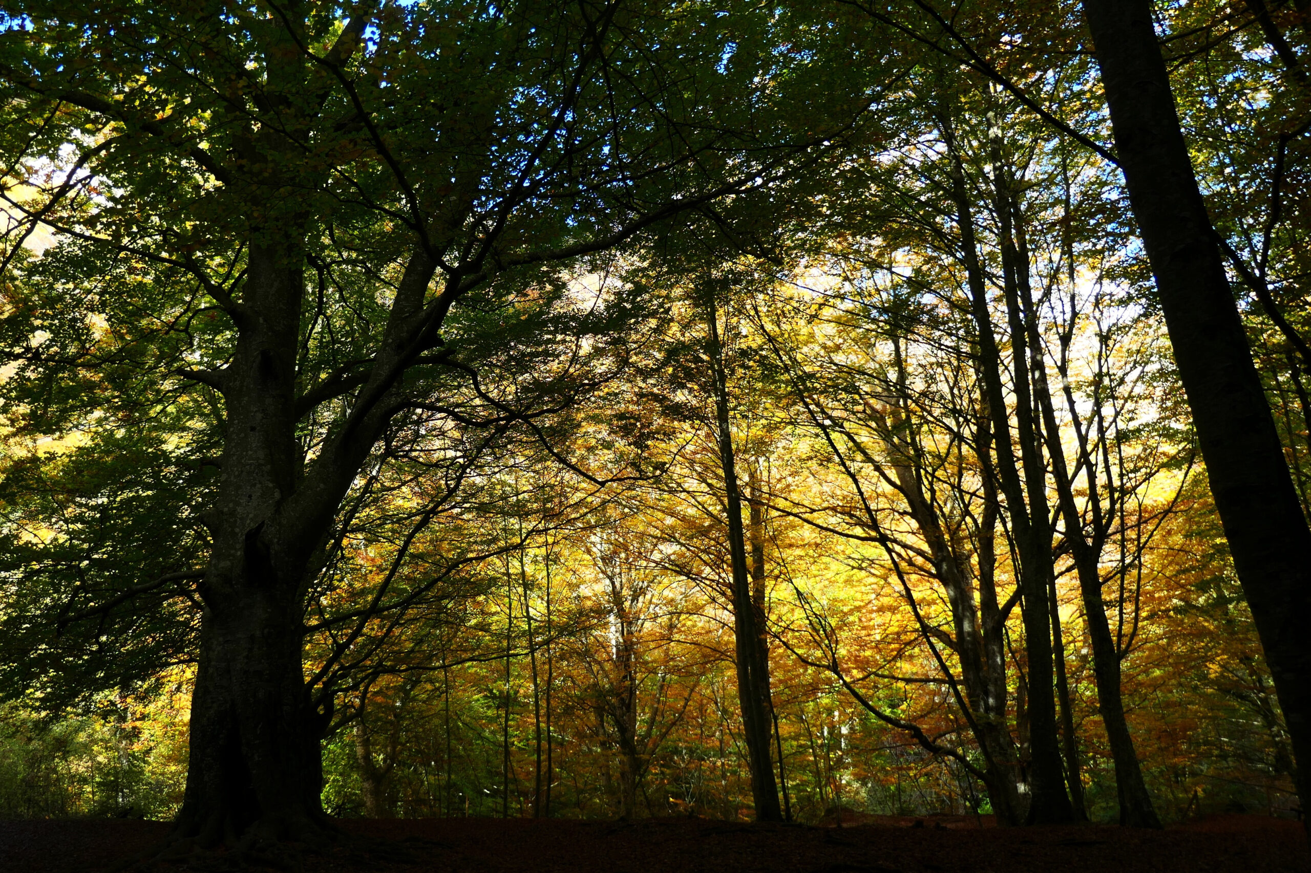 Forêt majestueuse avec des reflets jaunes d’automne, au cœur de la nature d’Urederra en Espagne.