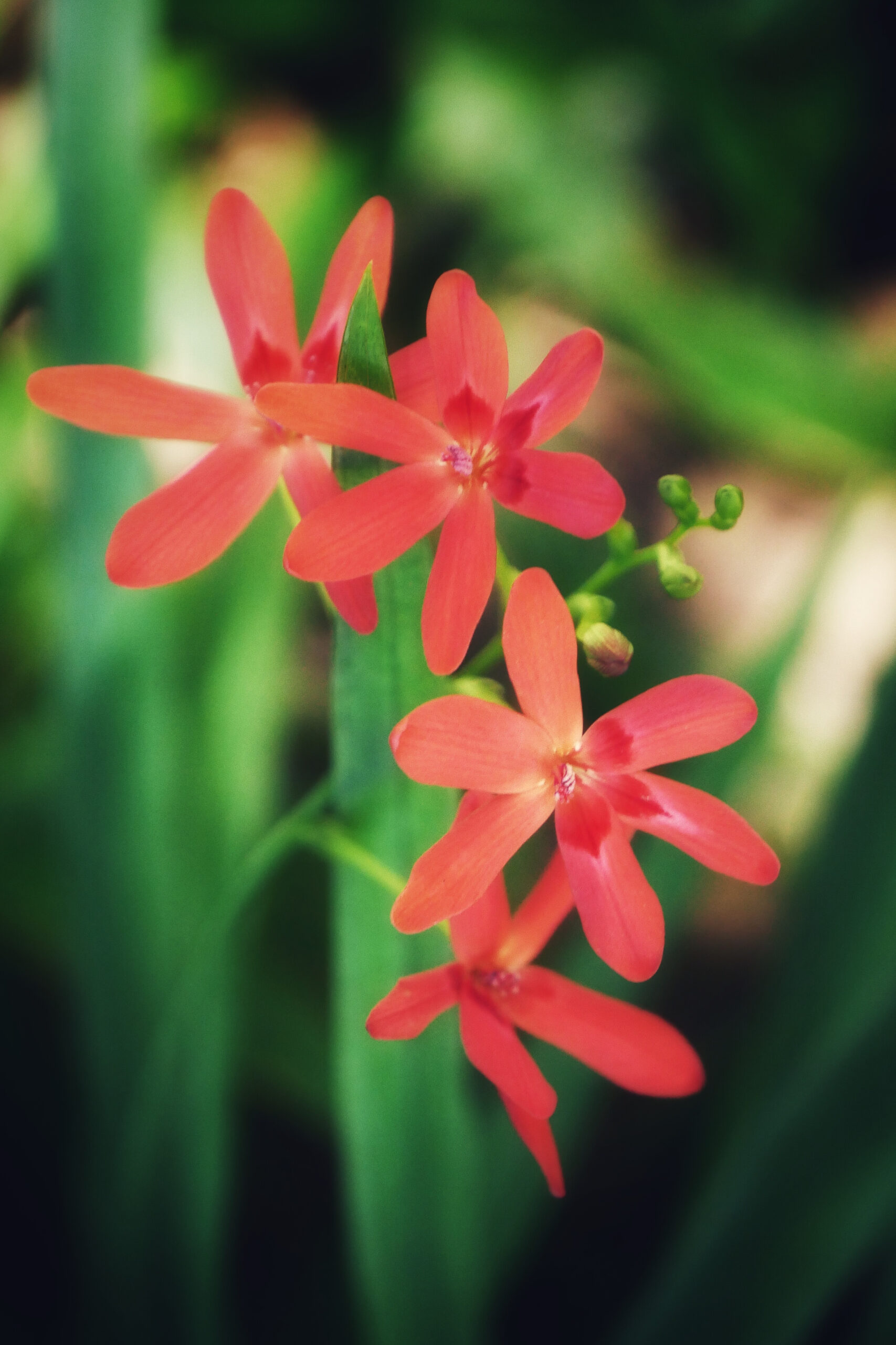 Fleurs de freesia laxa, capturées sur l'île de La Réunion, avec leurs couleurs délicates.