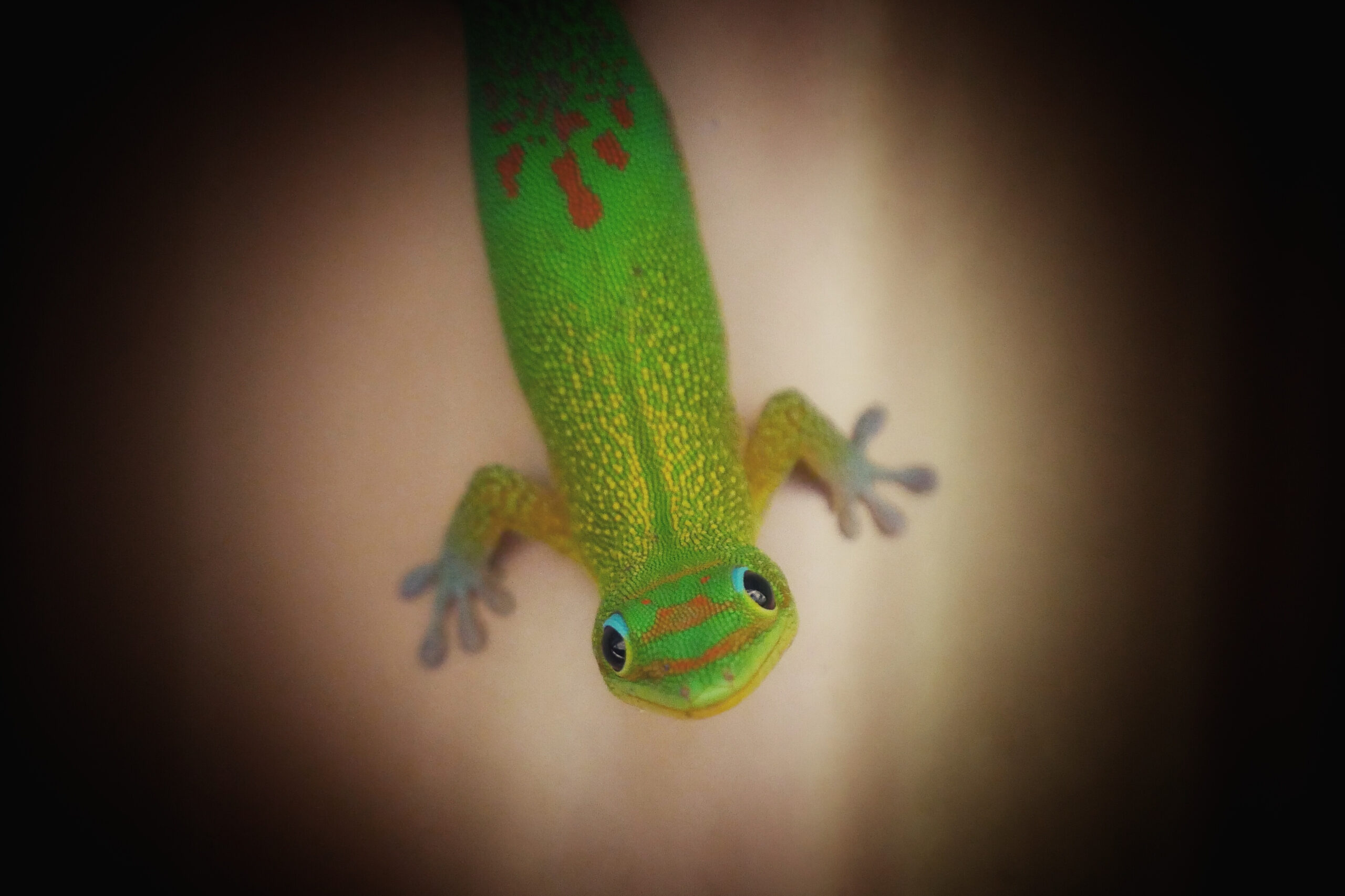 Gros plan d'un adorable gecko vert sur l'île de la Réunion