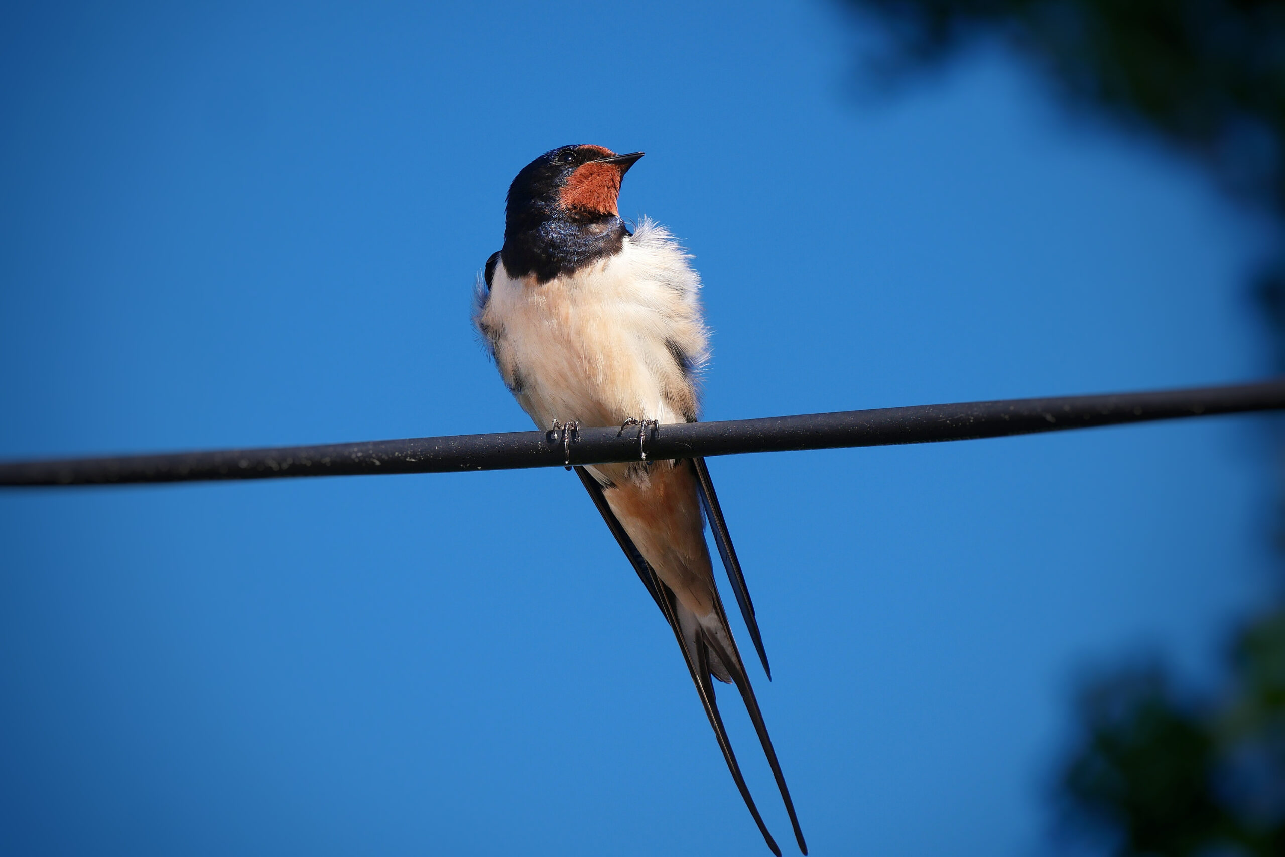 Hirondelle posée sur un fil, avec ses plumes lisses et son allure gracieuse.