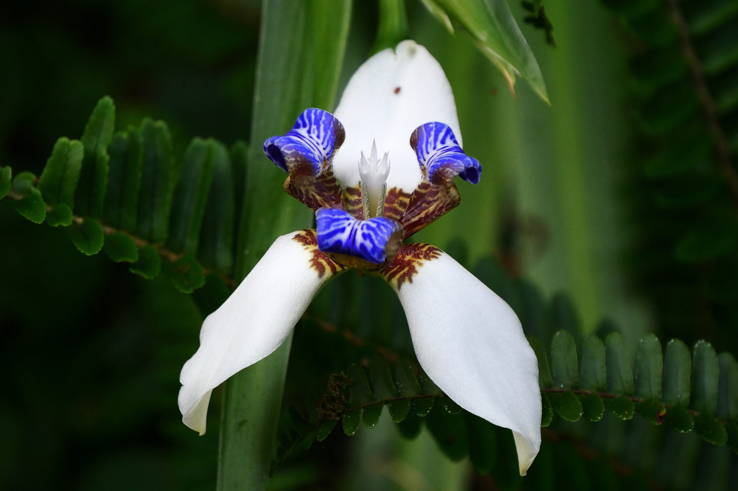 Iris marcheur coloré pris à La Réunion, avec des pétales vibrants et distinctifs.