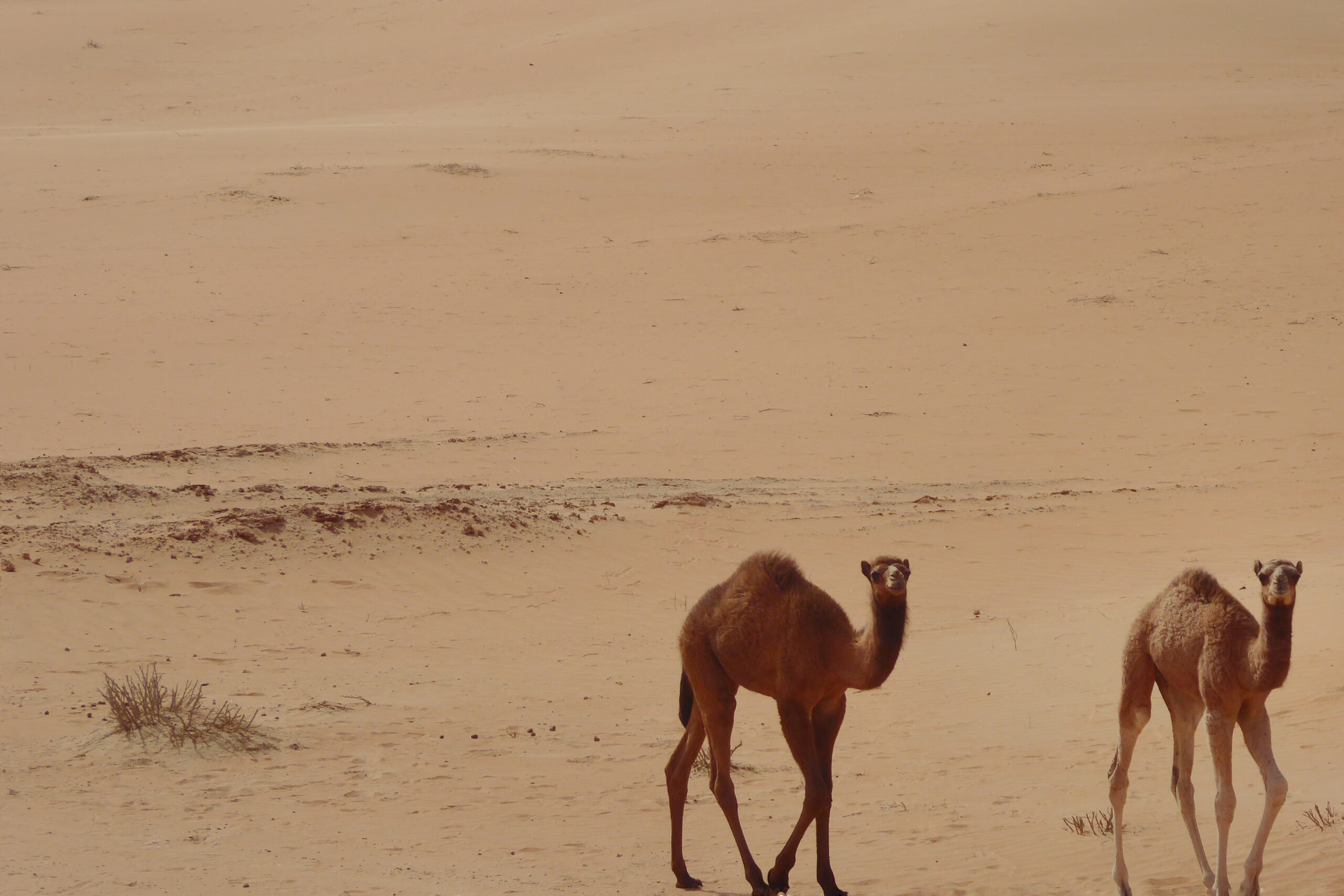 Deux jeunes dromadaires marchant ensemble dans les dunes du désert de Liwa aux Émirats Arabes Unis.