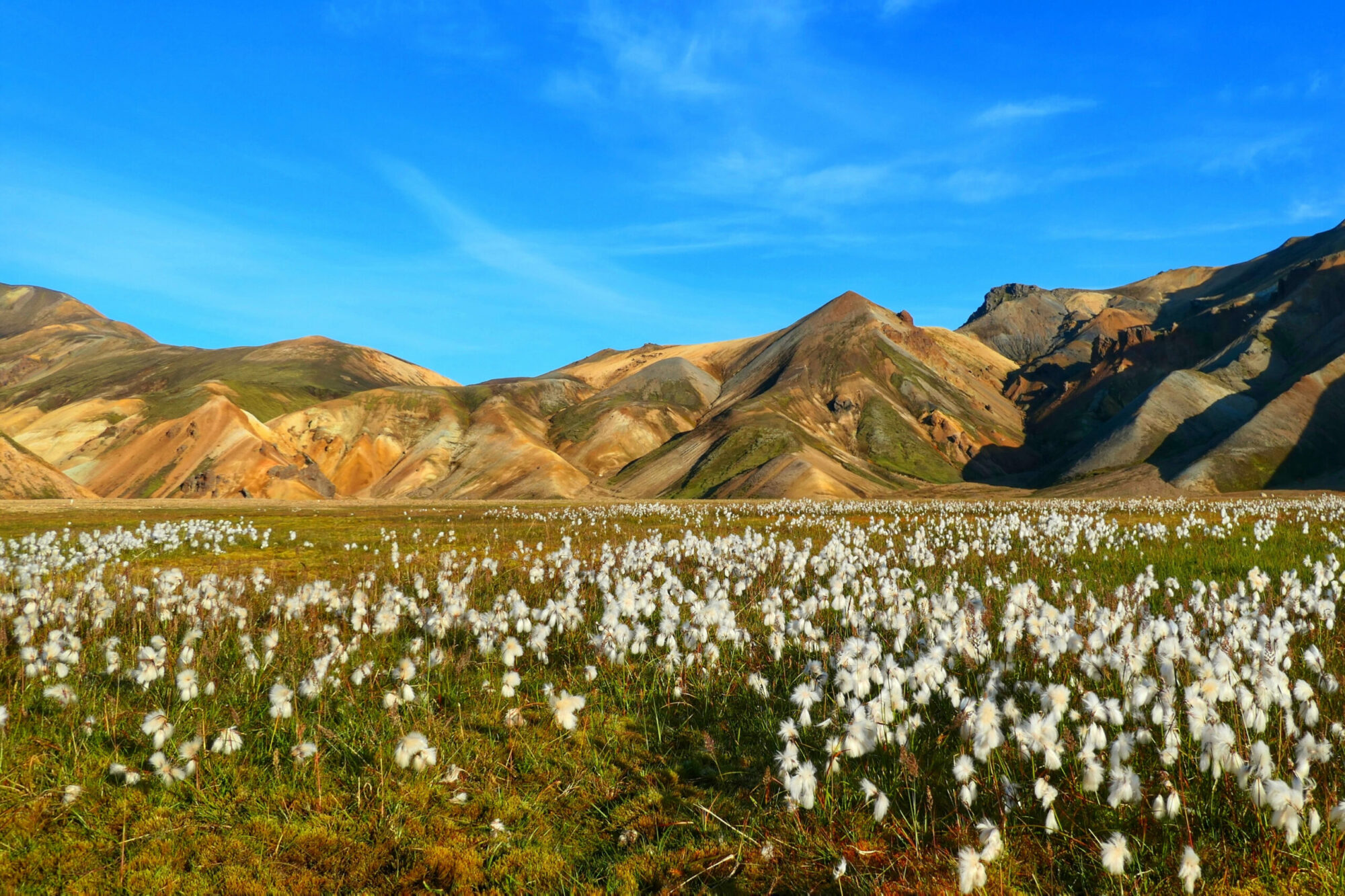 Champ de linaigrettes dans le Landmannalaugar en Islande, avec les montagnes colorées en arrière-plan.