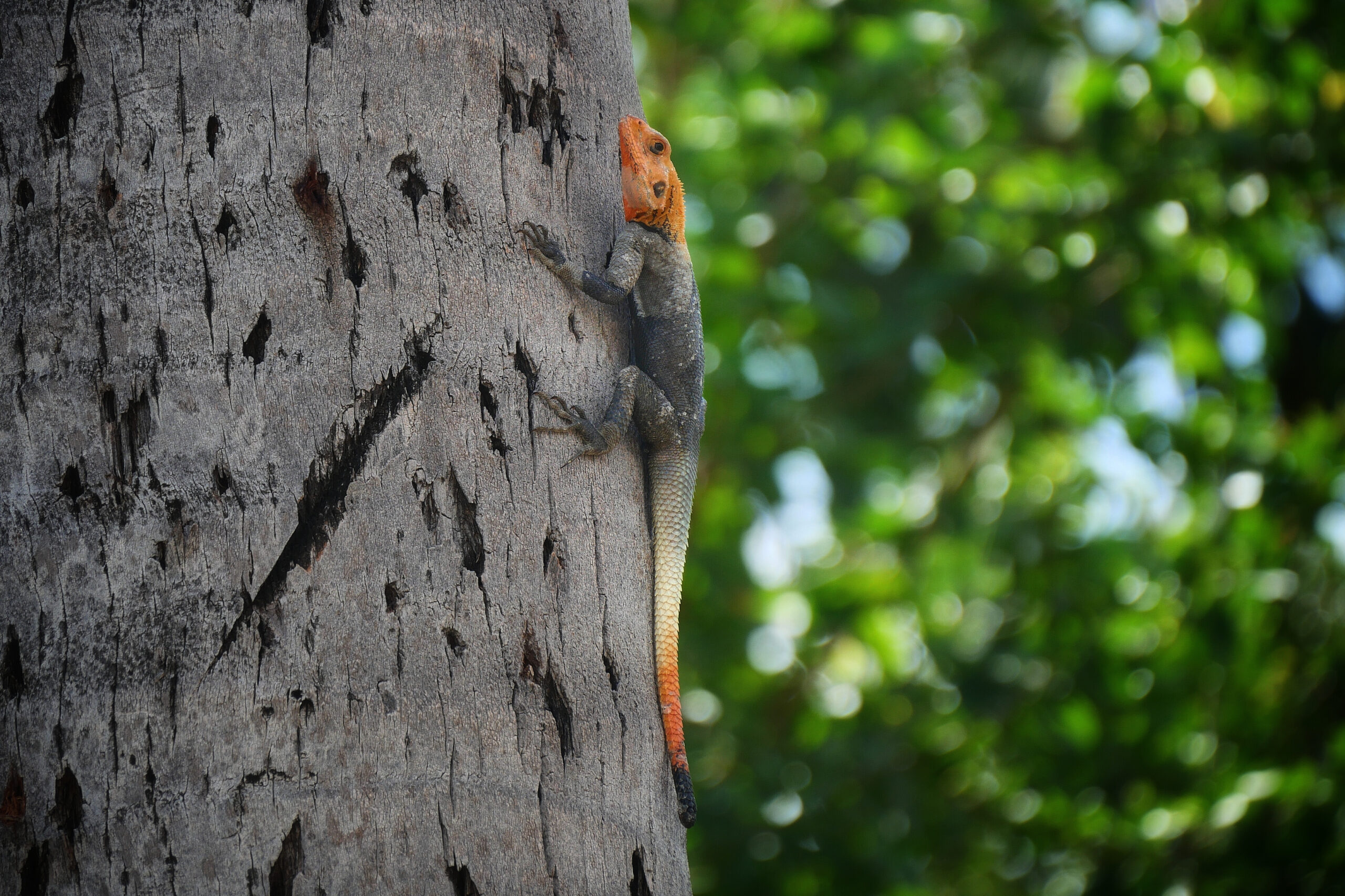 Photo d'un lézard agama sur un tronc d'arbre à la Réunion