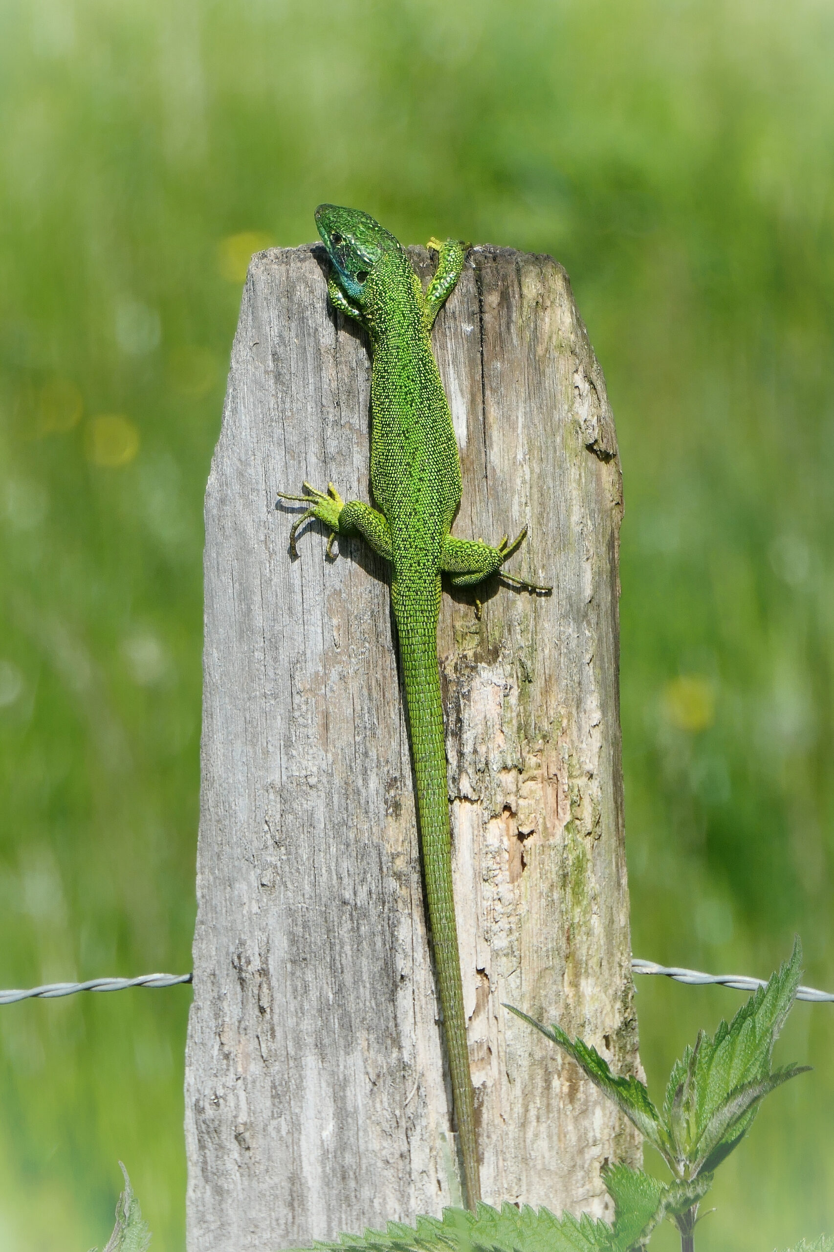 Lézard vert perché sur un poteau