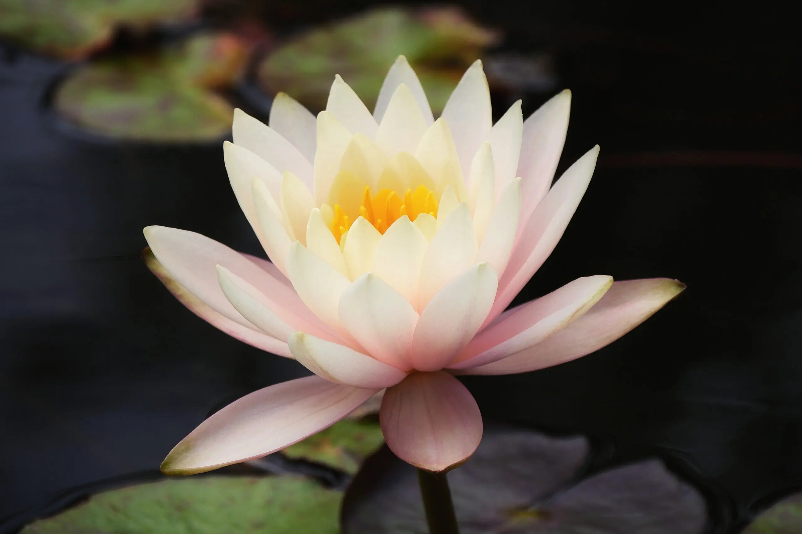 Fleur de nénuphar capturée à La Réunion, avec ses pétales blancs rosés flottant sur l'eau.