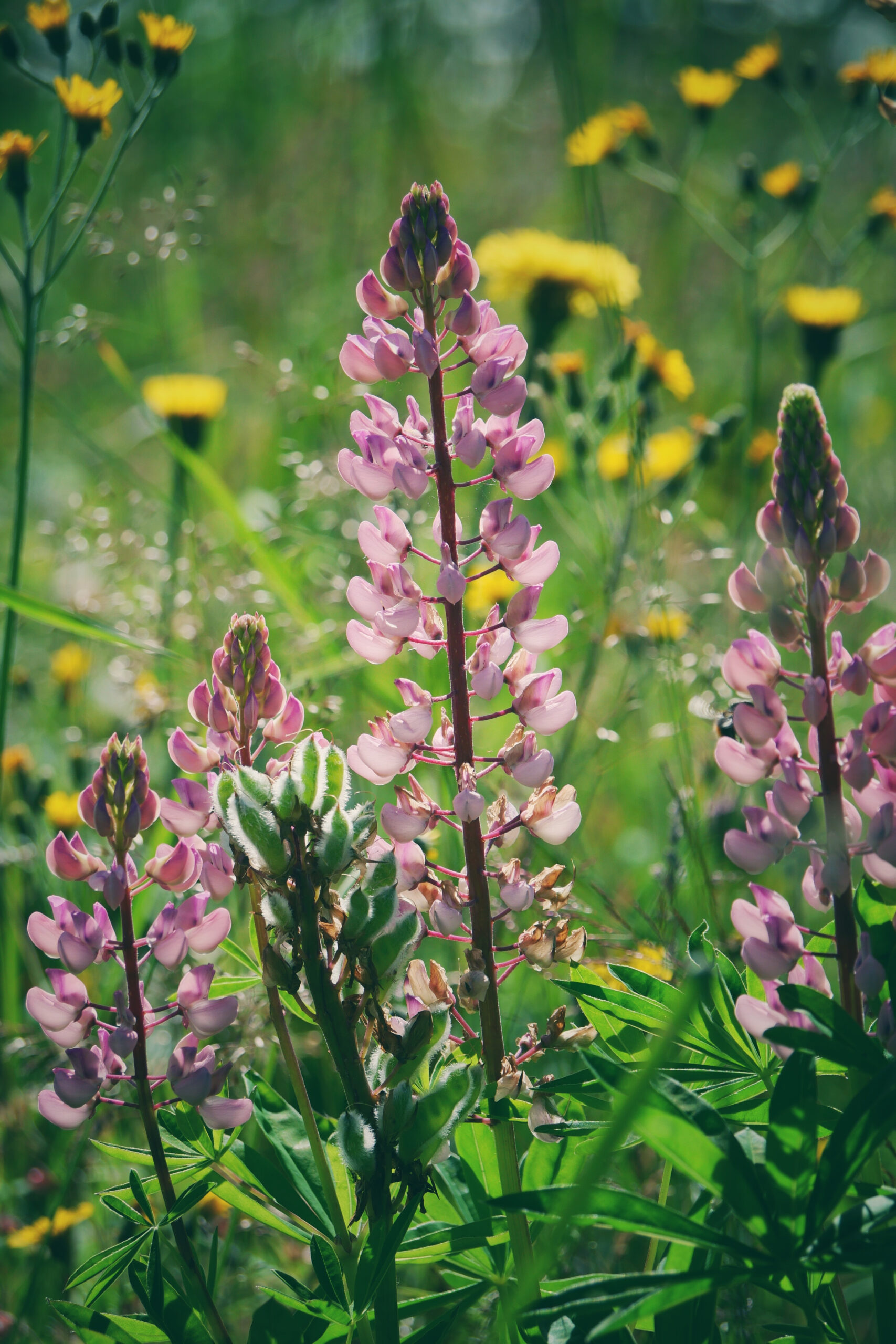 Gros plan sur des lupins roses en pleine floraison