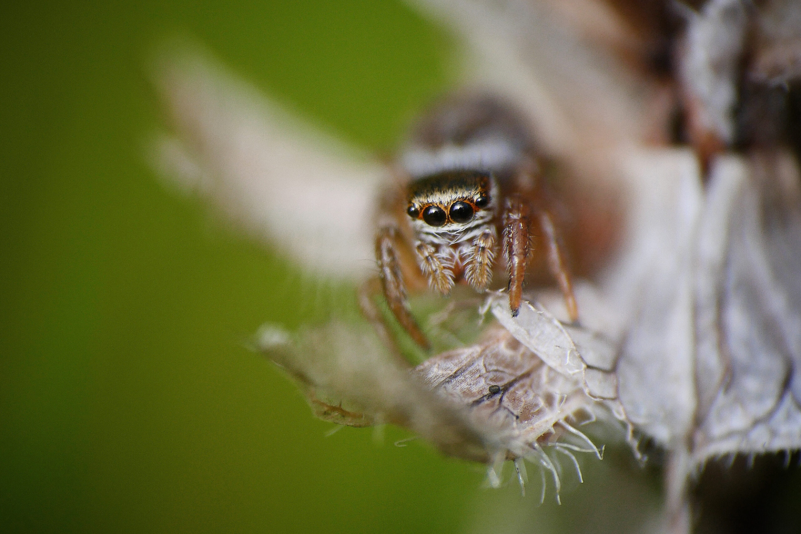 Photo macro d'une araignée sauteuse avec un gros plan sur ses multiples yeux