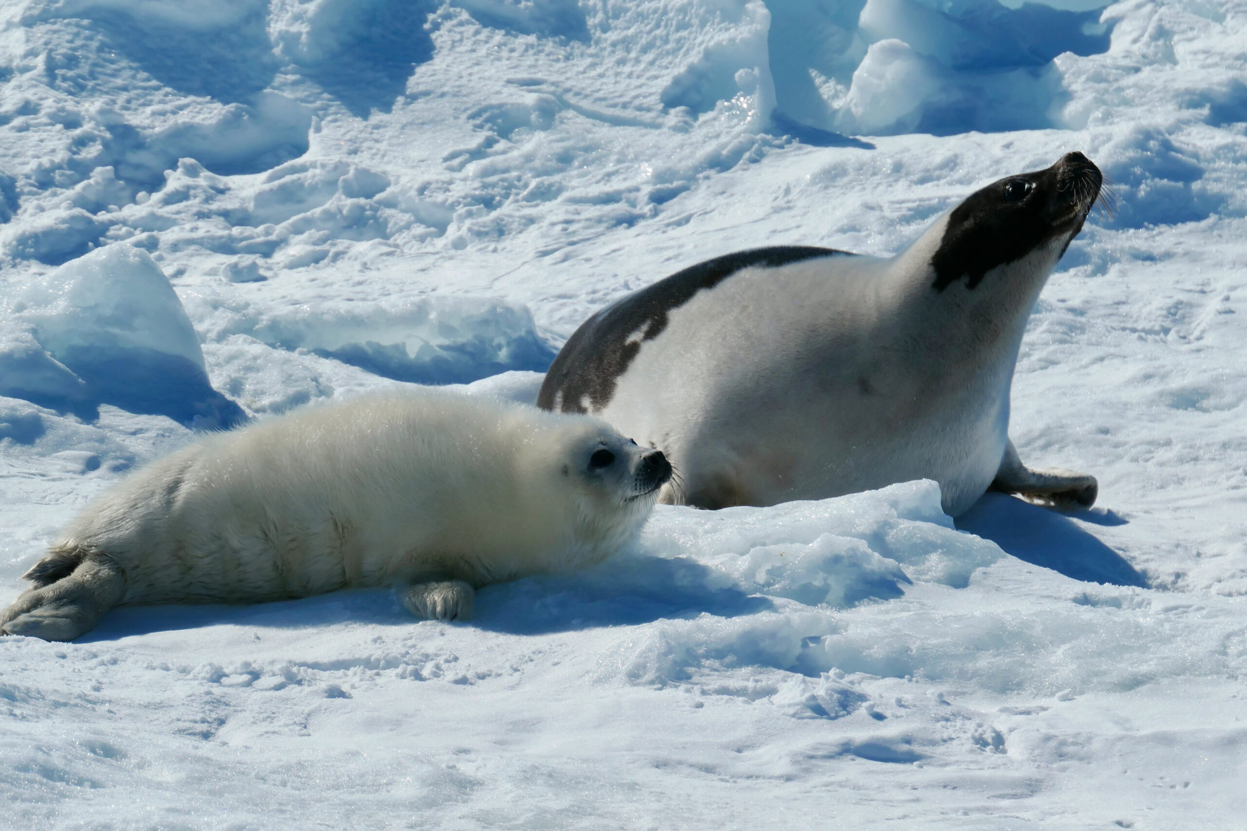 Maman phoque et son bébé reposant sur la banquise canadienne au large des Îles de la Madeleine.