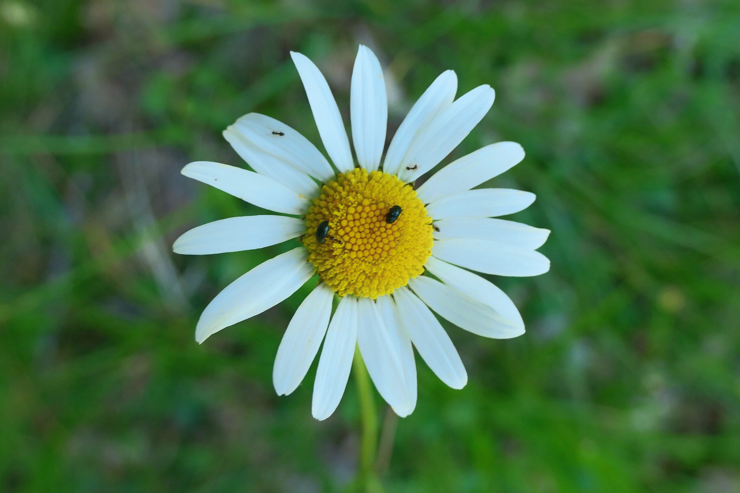 Une marguerite avec deux insectes formant des yeux, donnant l'impression que la fleur sourit.