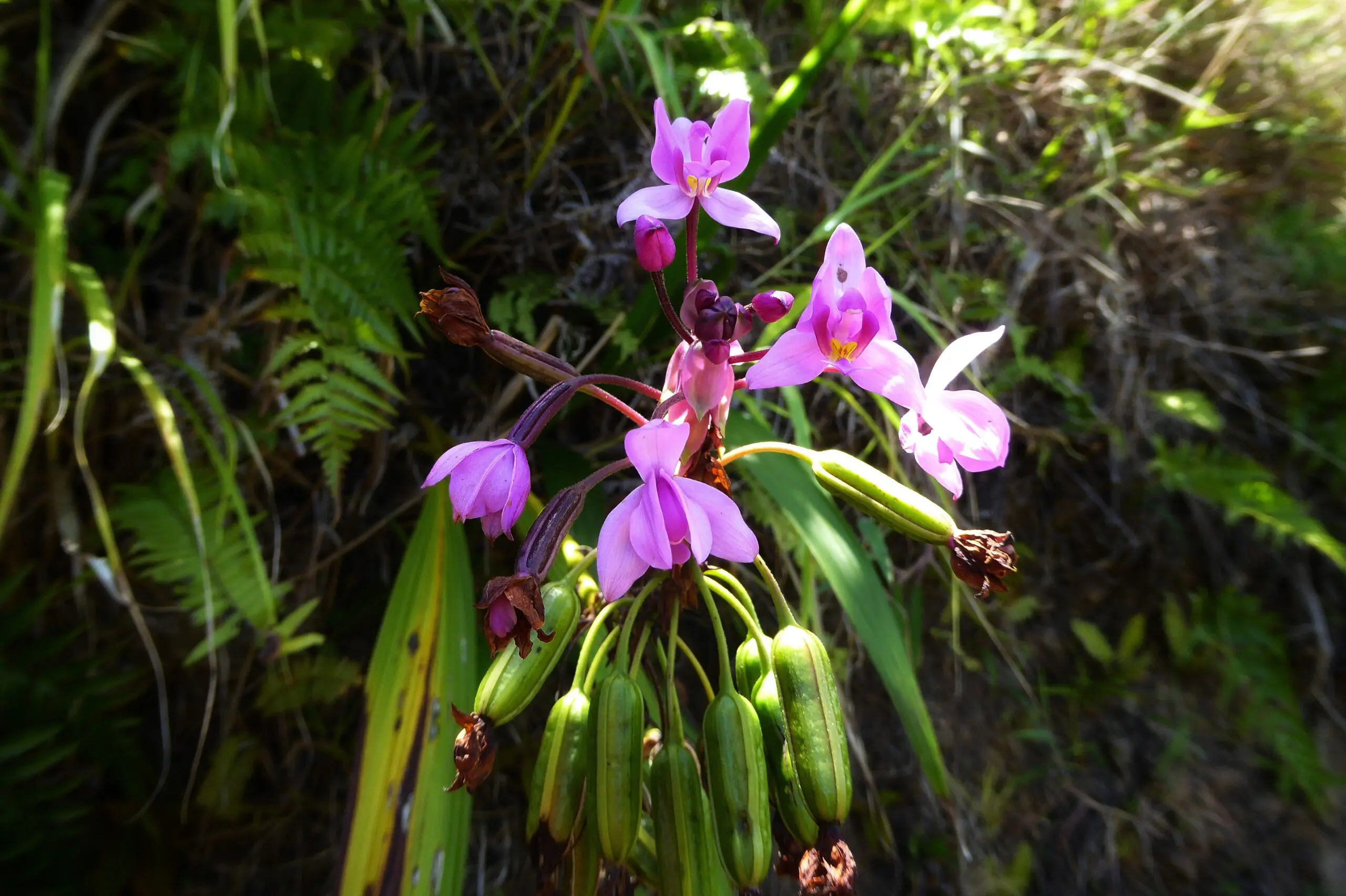 Orchidée palmier sauvage le long d'un sentier à Tahiti, avec ses fleurs exotiques.