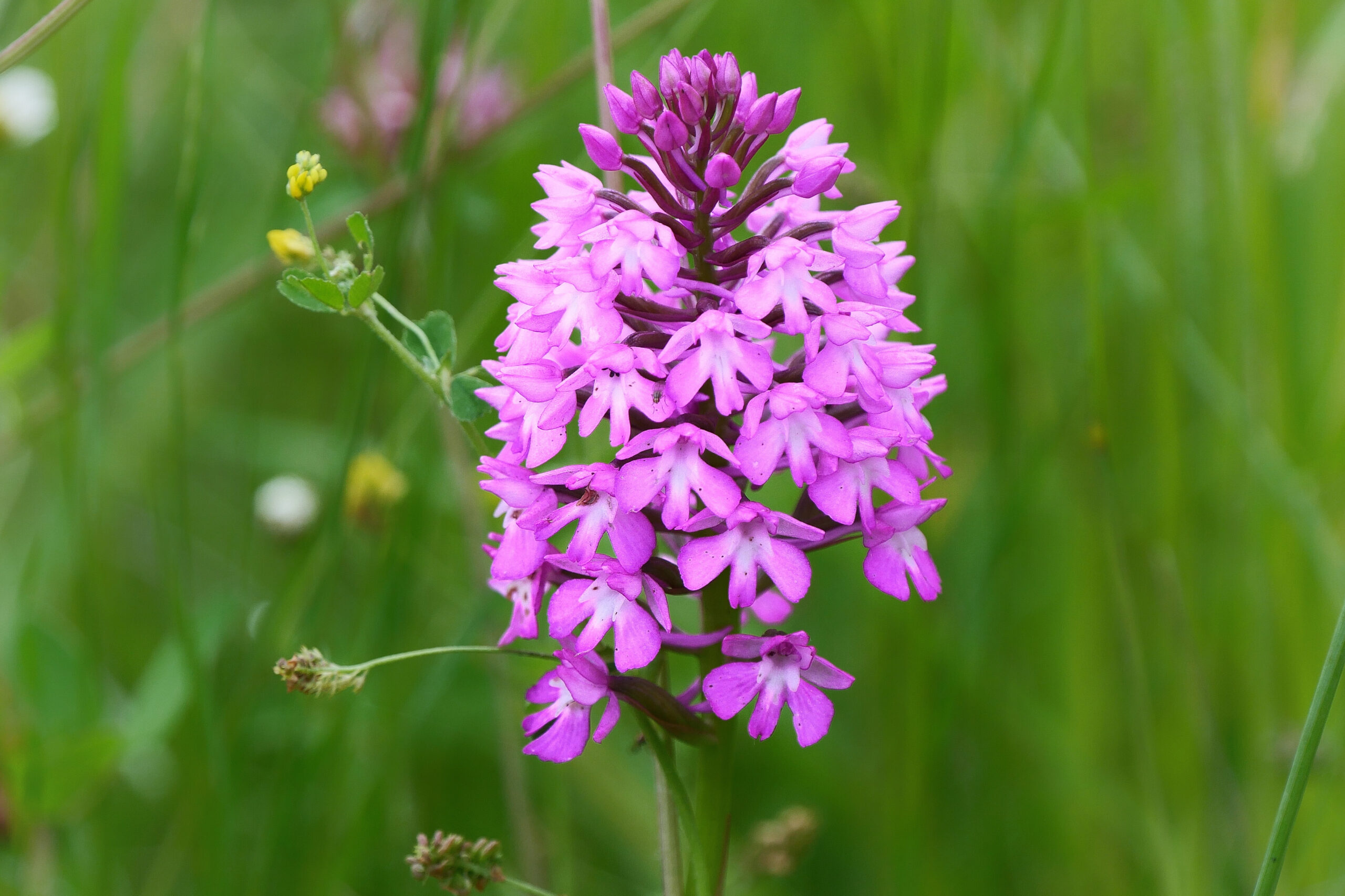 Portrait d'Orchis pyramidal, orchidée sauvage à fleurs roses