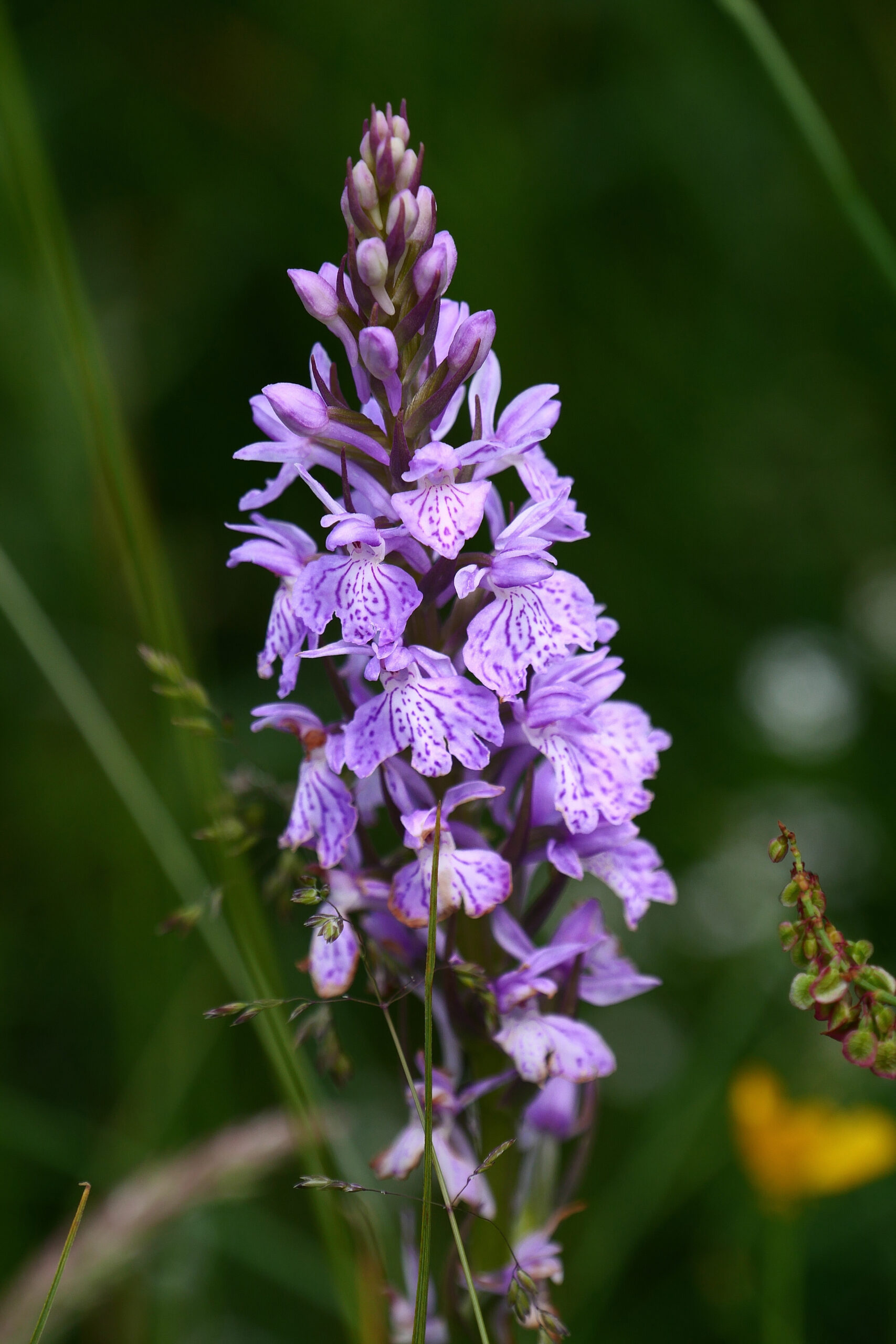 Portrait d'Orchis tacheté, orchidée sauvage avec des fleurs aux taches distinctives