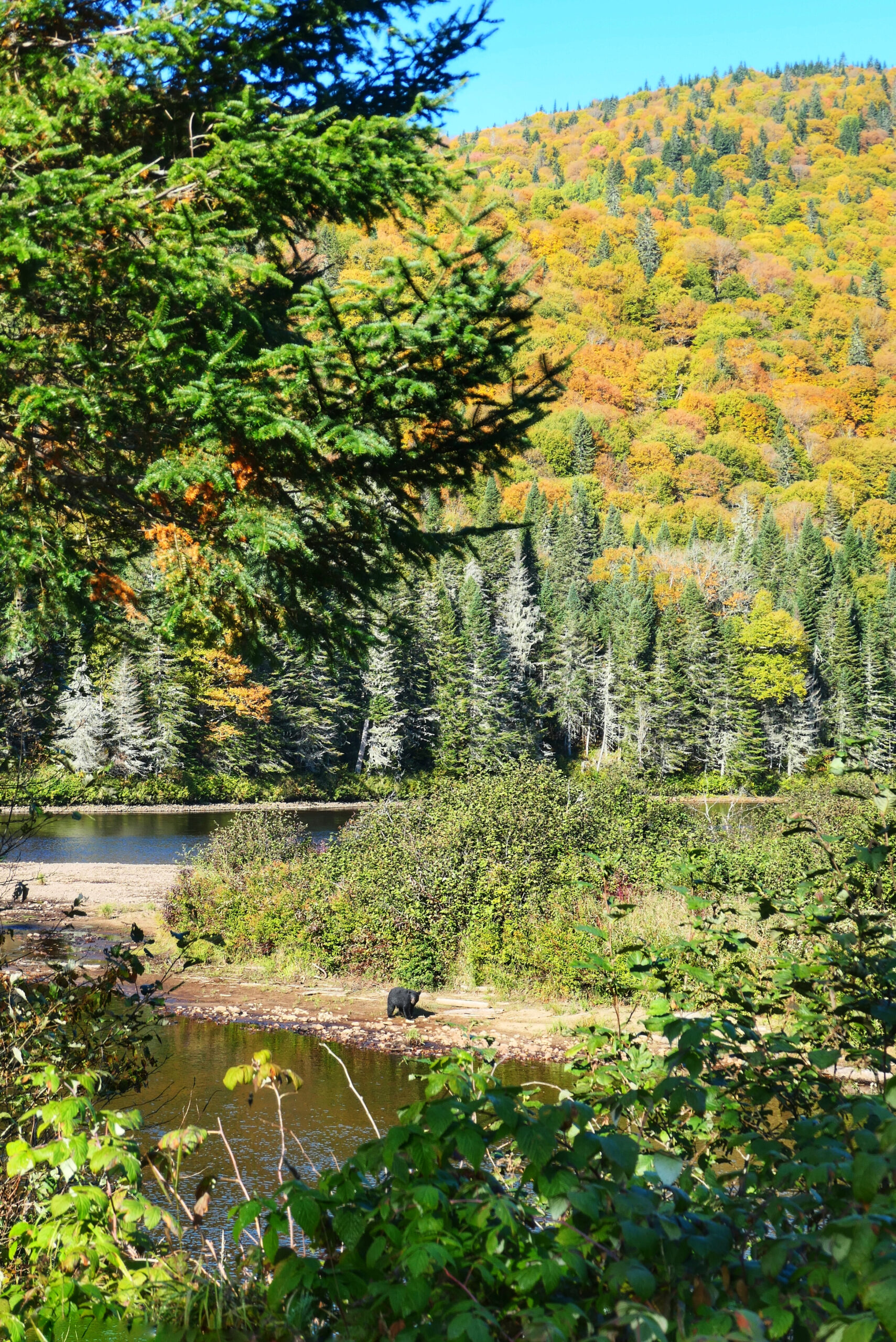 Ours noir sauvage aperçu au loin près d’une rivière dans un paysage d’automne, au parc national de la Jacques-Cartier, au Québec.