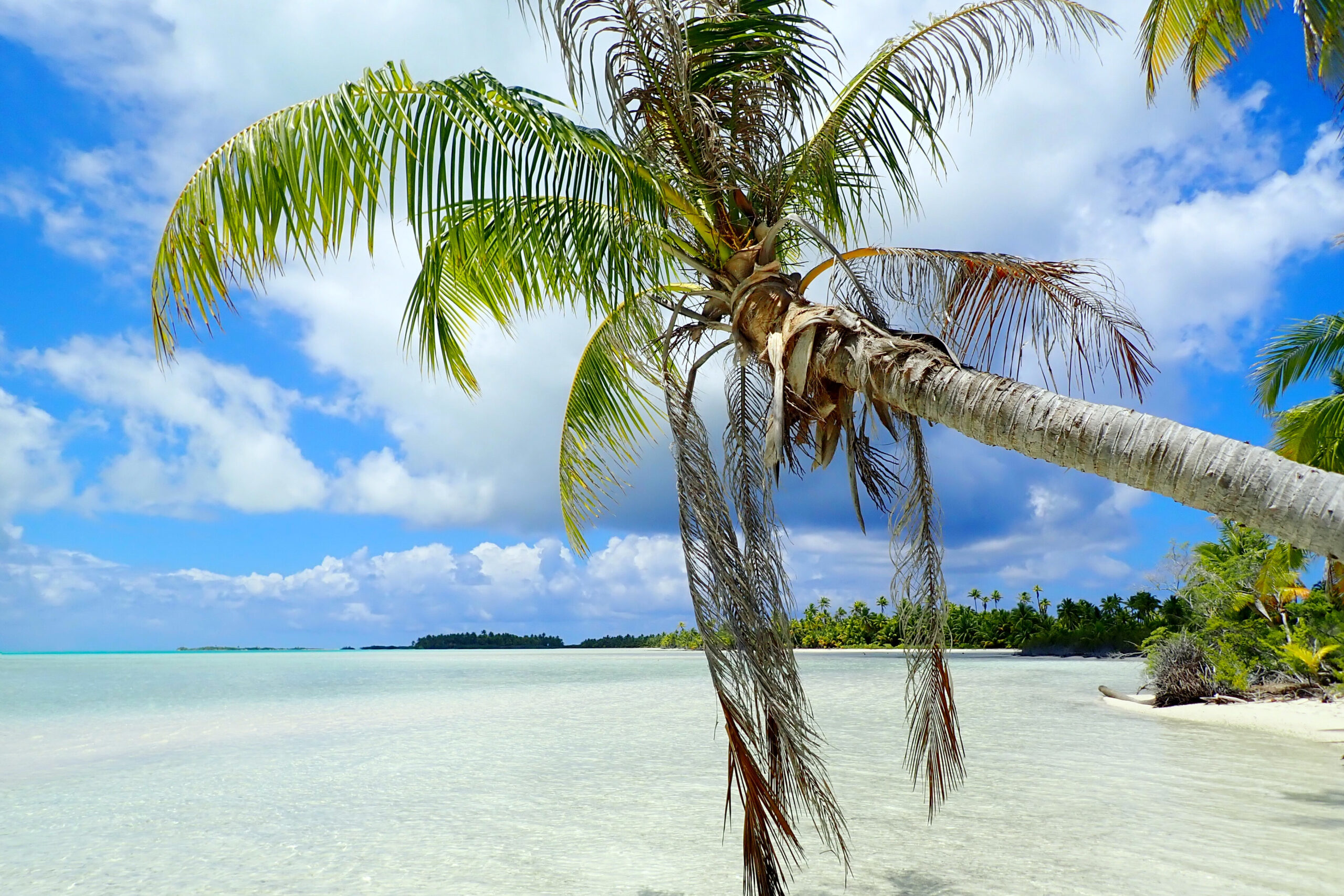 Un palmier solitaire sur un îlot isolé dans le motu de Fakarava en Polynésie, entouré d’eaux turquoise.