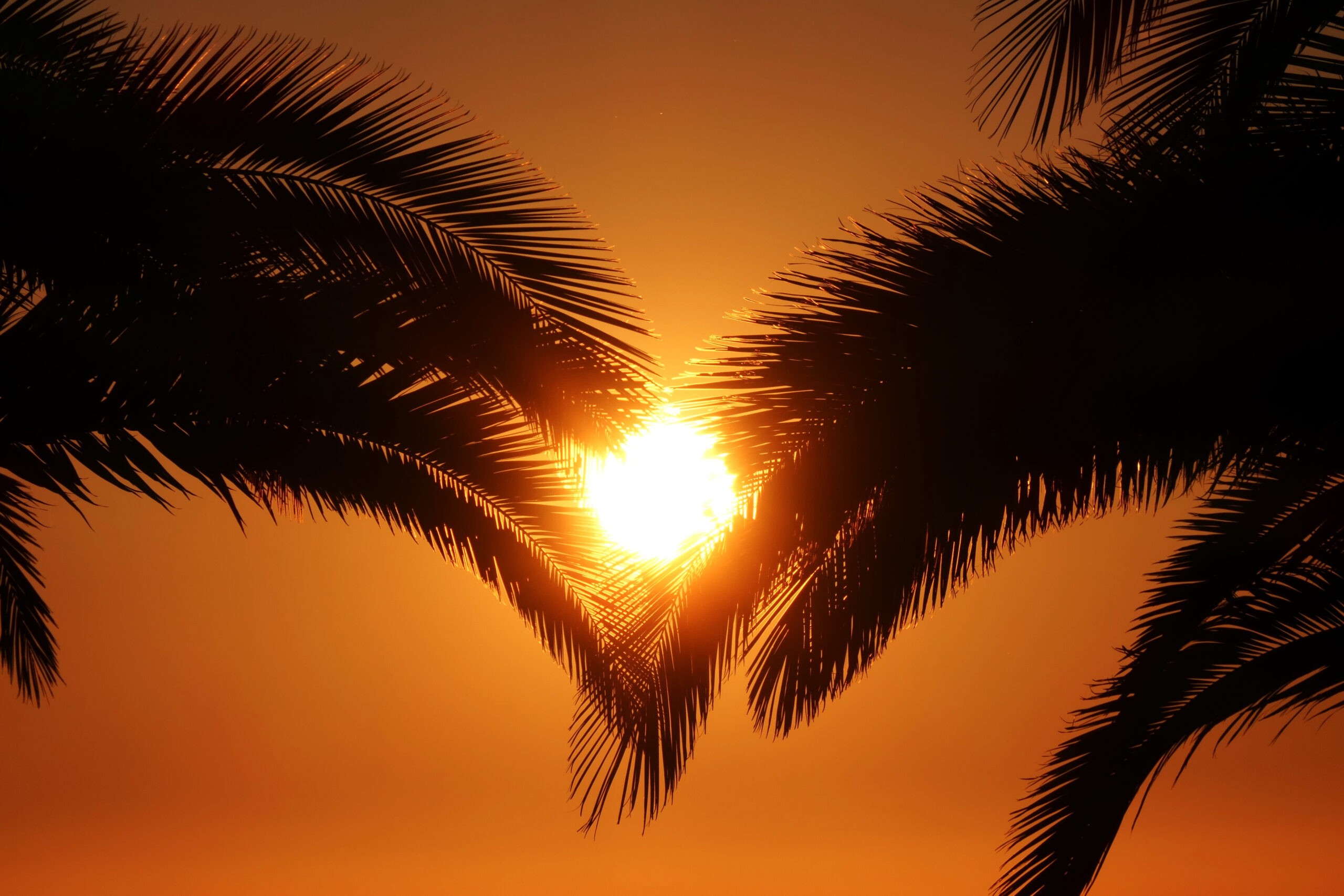 Soleil couchant entre les branches de palmiers sur l'île de La Palma, Canaries