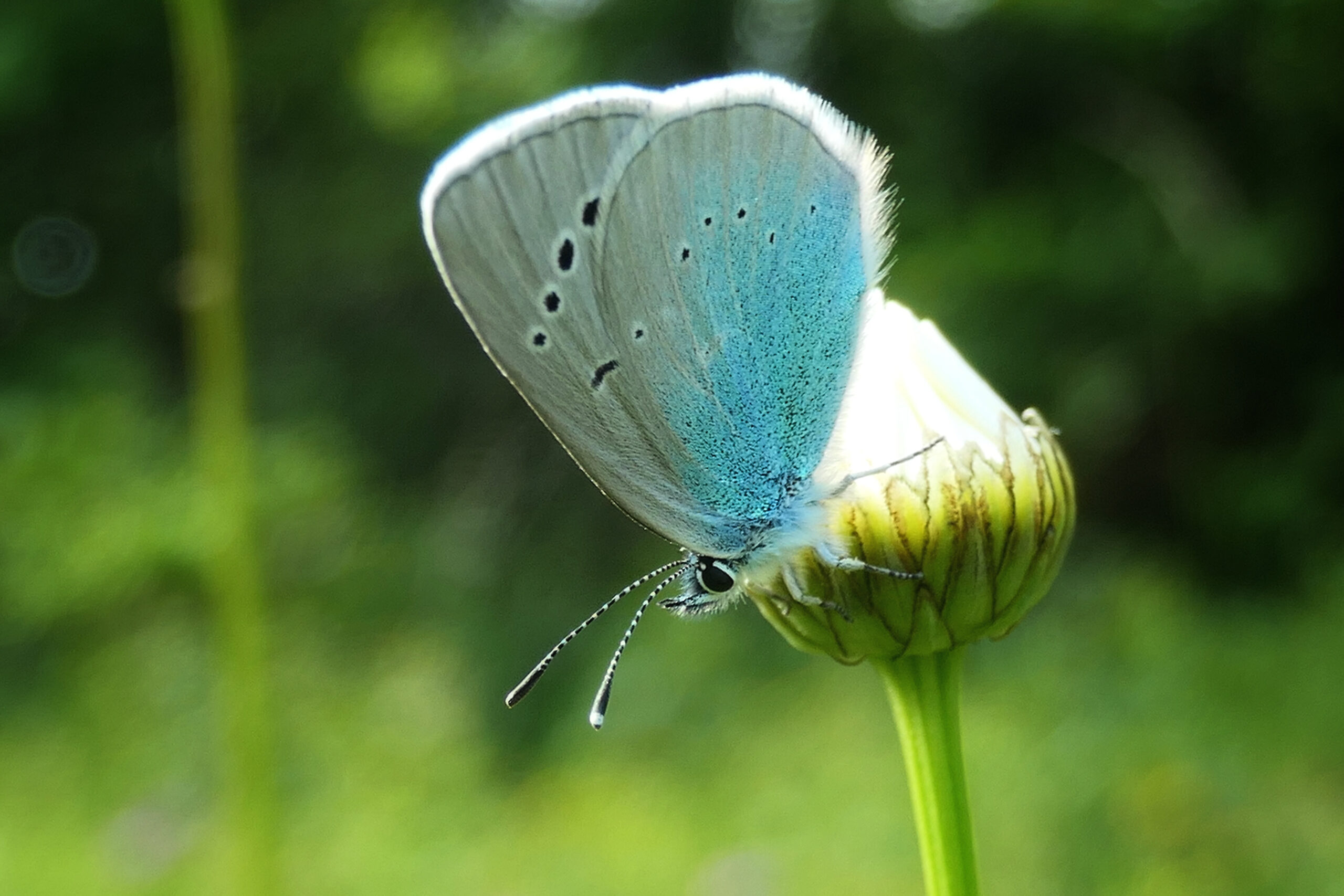 Gros plan d'un papillon bleu posé sur une fleur