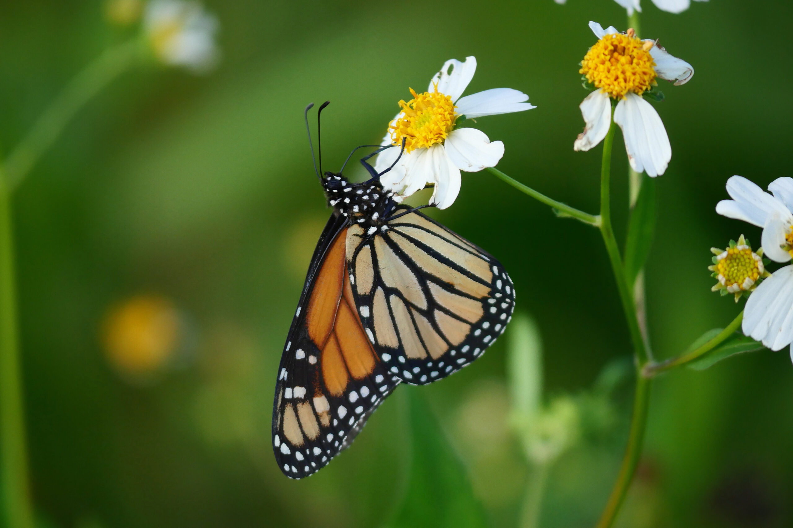 Papillon monarque posé sur une fleur sur un sentier en Floride